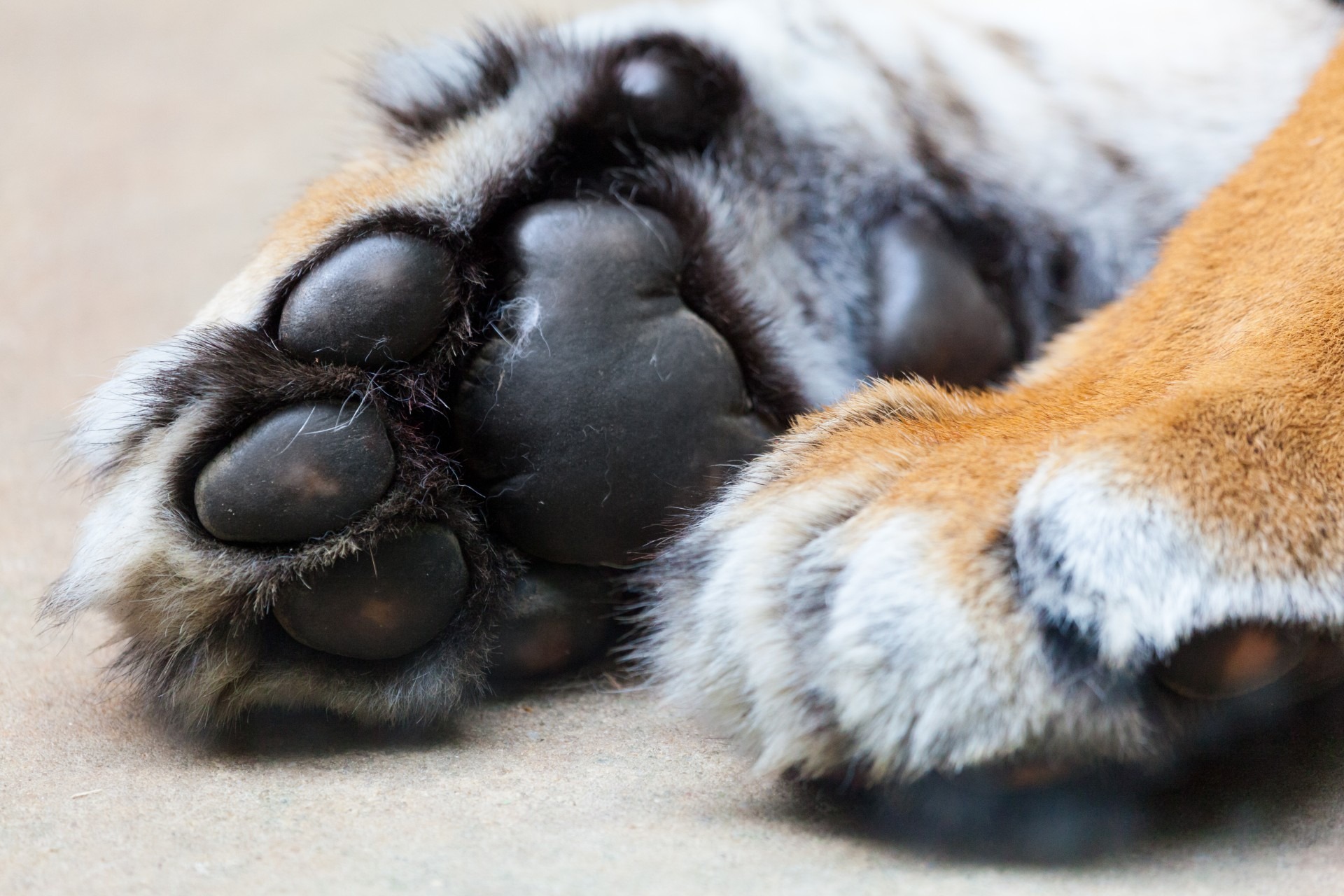 animal leg, animal family, animal, animal themes, fur, focus on foreground, paw, pets, one animal, relaxation, 1080P, vertebrate, close-up, cat, tiger paw, HD Wallpaper