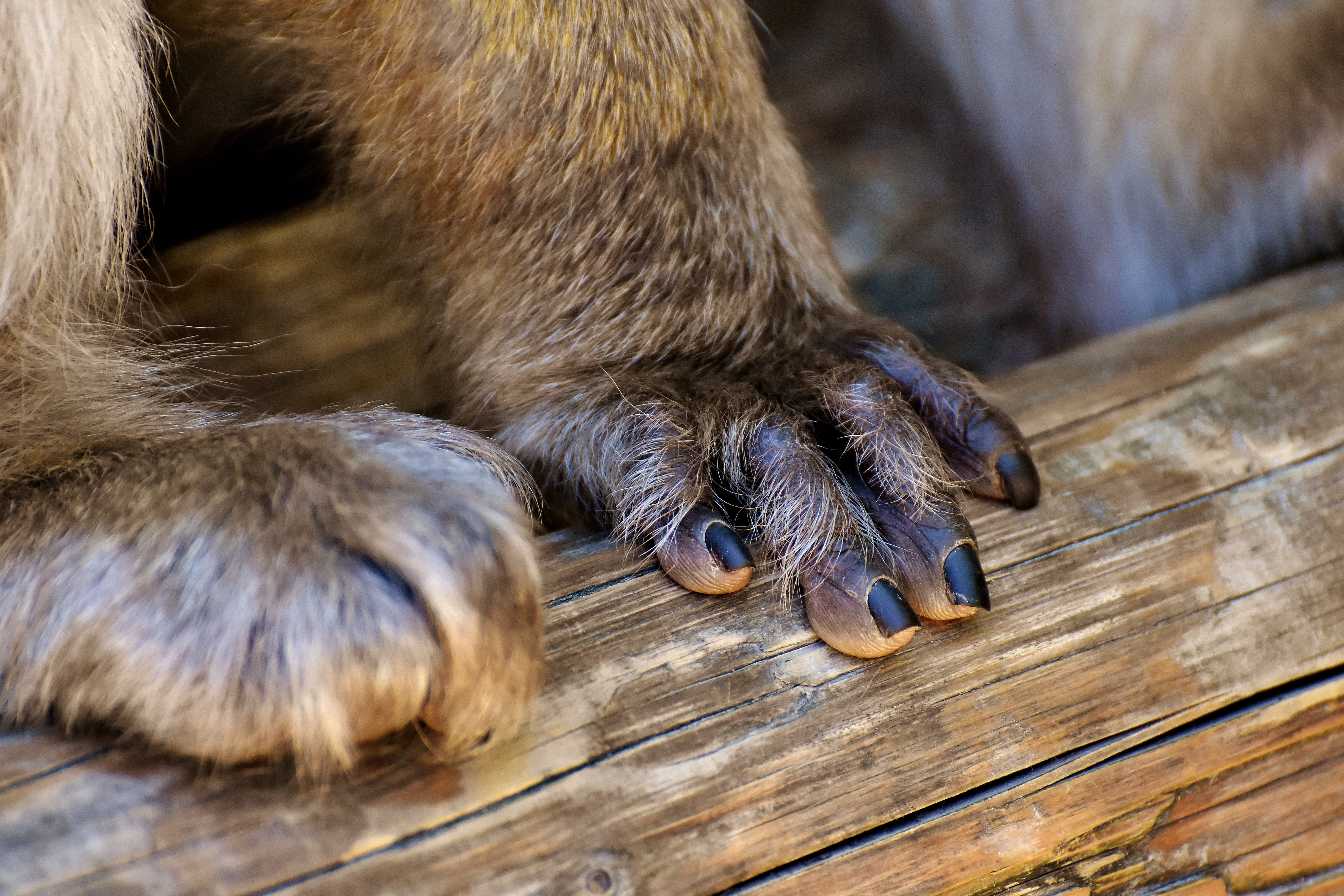 domestic animals, paw, canine, limb, animal, wood - material, wild animal, animal wildlife, one animal, monkey mountain salem, 5K, endangered species, HD Wallpaper