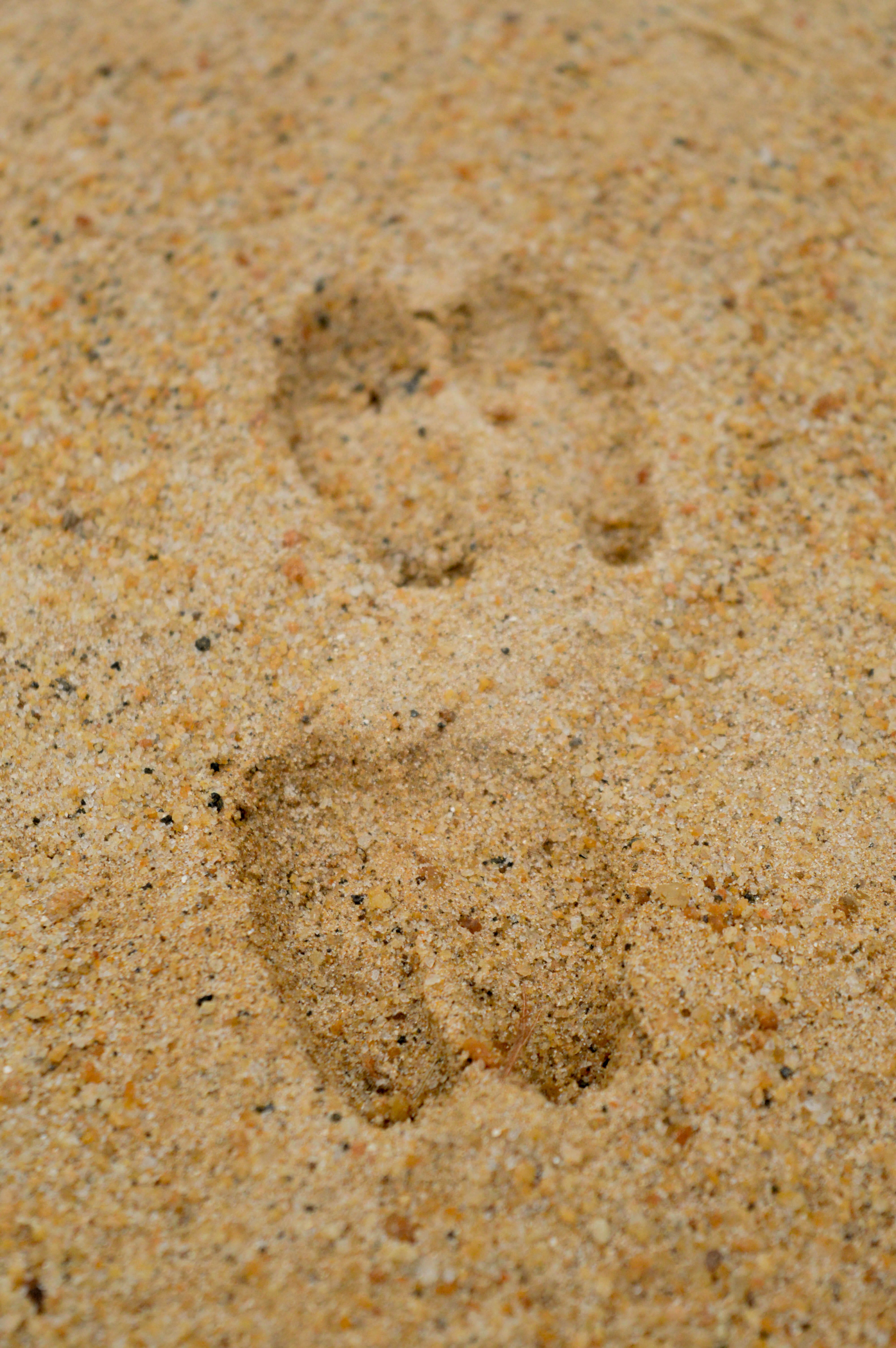 beach, animal themes, nature, close-up, track, step, barefoot, two, sands, no people, beige, hoof print, footprint, desert, sand, prints, outdoors, full frame, Phone HD Wallpaper