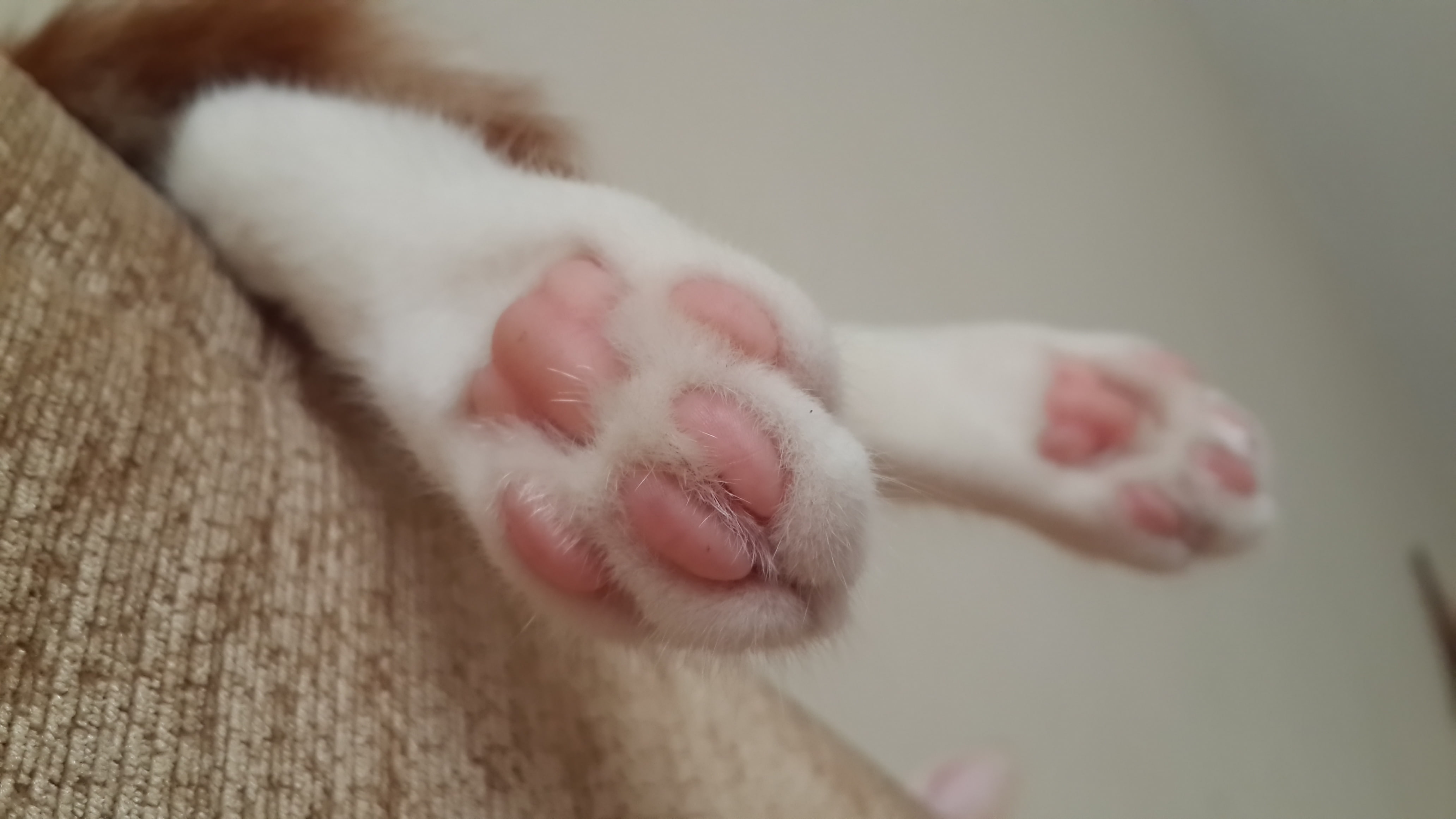 resting, one animal, white color, domestic animals, animal leg, pets, close-up, cat, 4K, human body part, domestic, indoors, cats, mammal, focus on foreground, HD Wallpaper