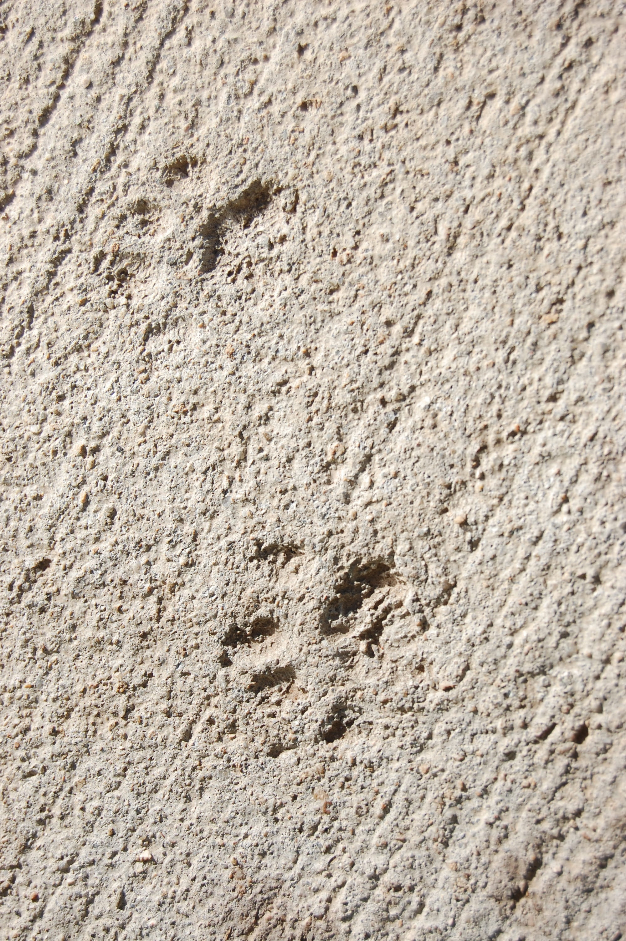 trace, wall - building feature, full frame, gray, paw, close-up, high angle view, print, 2K, built structure, nature, no people, tracks, footprints, foot, Phone HD Wallpaper