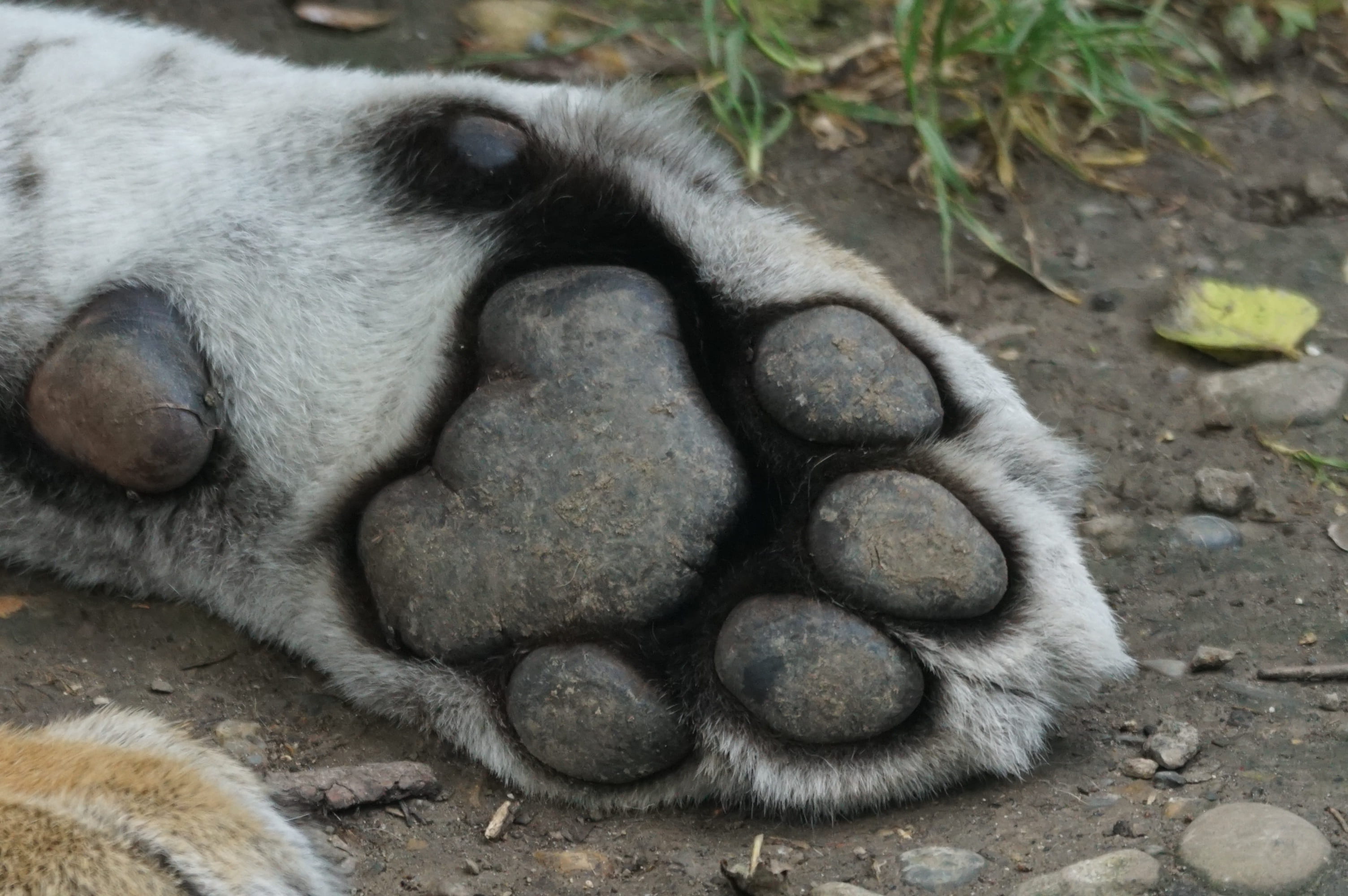 gray, domestic animals, sleeping, vertebrate, grounds, animal head, no people, paw, 2K, one animal, focus on foreground, animal nose, animals in the wild, HD Wallpaper