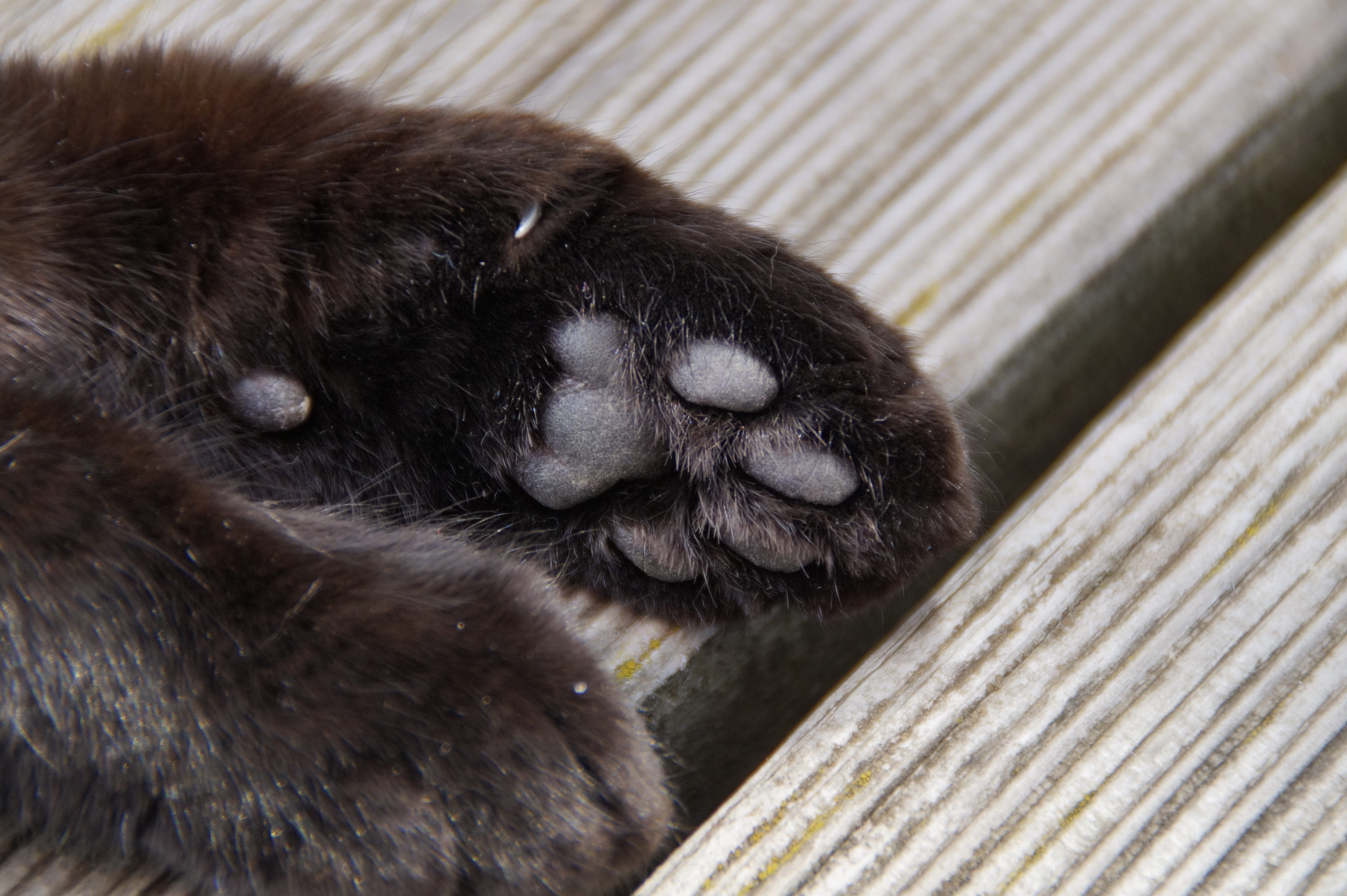 Foot, hair, animals in the wild, Ten, day, resting, ball of foot, vertebrate, focus on foreground, relaxation, animal paws, paw, animal hair, 5K, close-up, HD Wallpaper