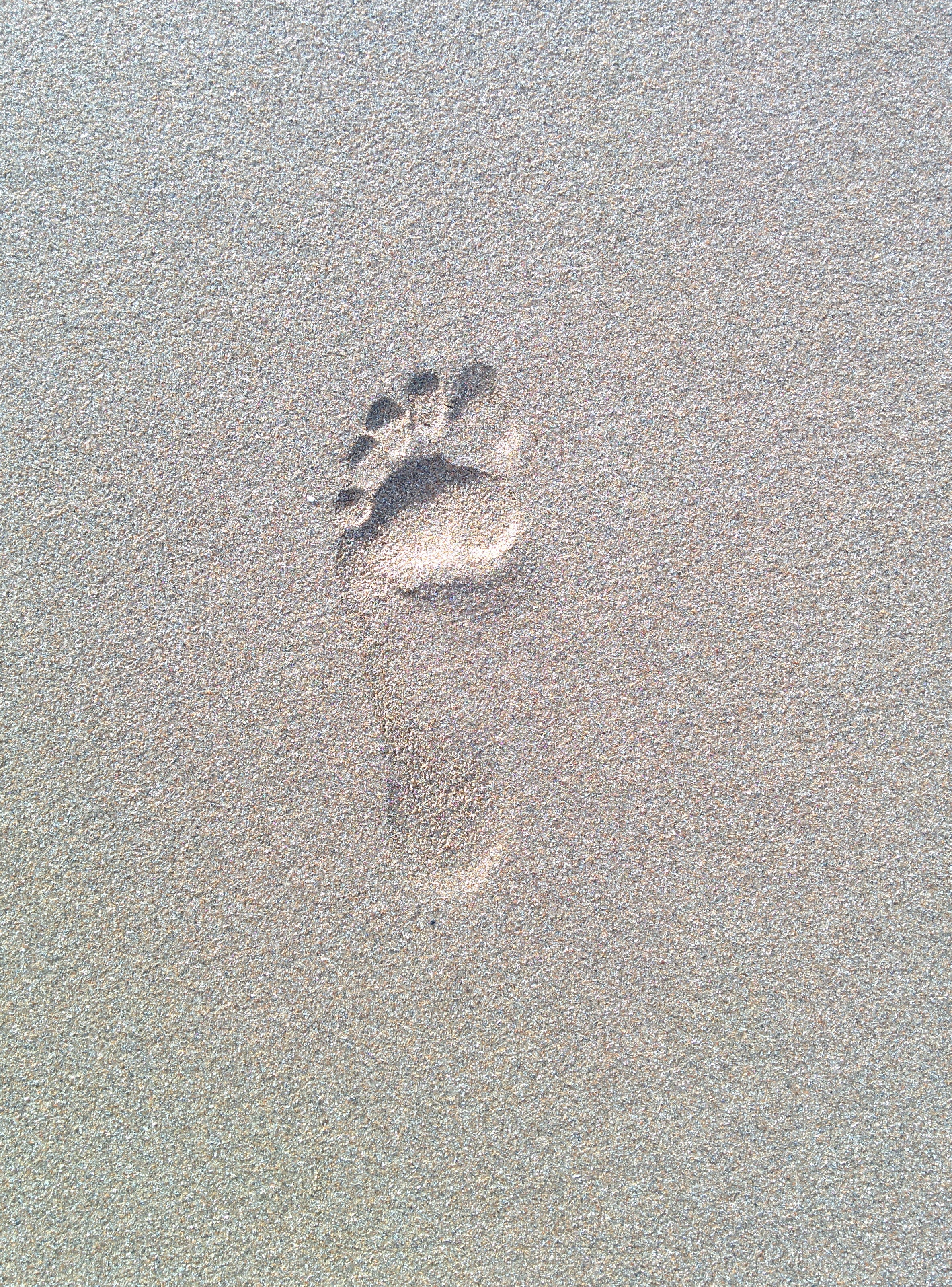2K, no people, full frame, pattern, sand, day, high angle view, representation, human representation, Foot, beach, paw print, Sand, land, creativity, backgrounds, Phone HD Wallpaper