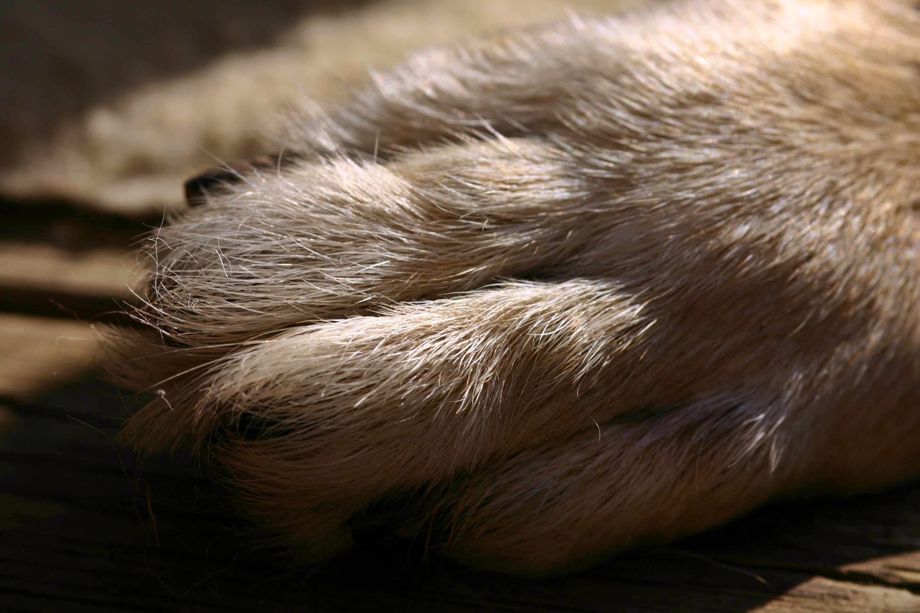 domestic animals, no people, animals in the wild, foot, animal head, pet, animal body part, 2K, animal hair, close, schäfer dog, fur, one animal, vertebrate, HD Wallpaper