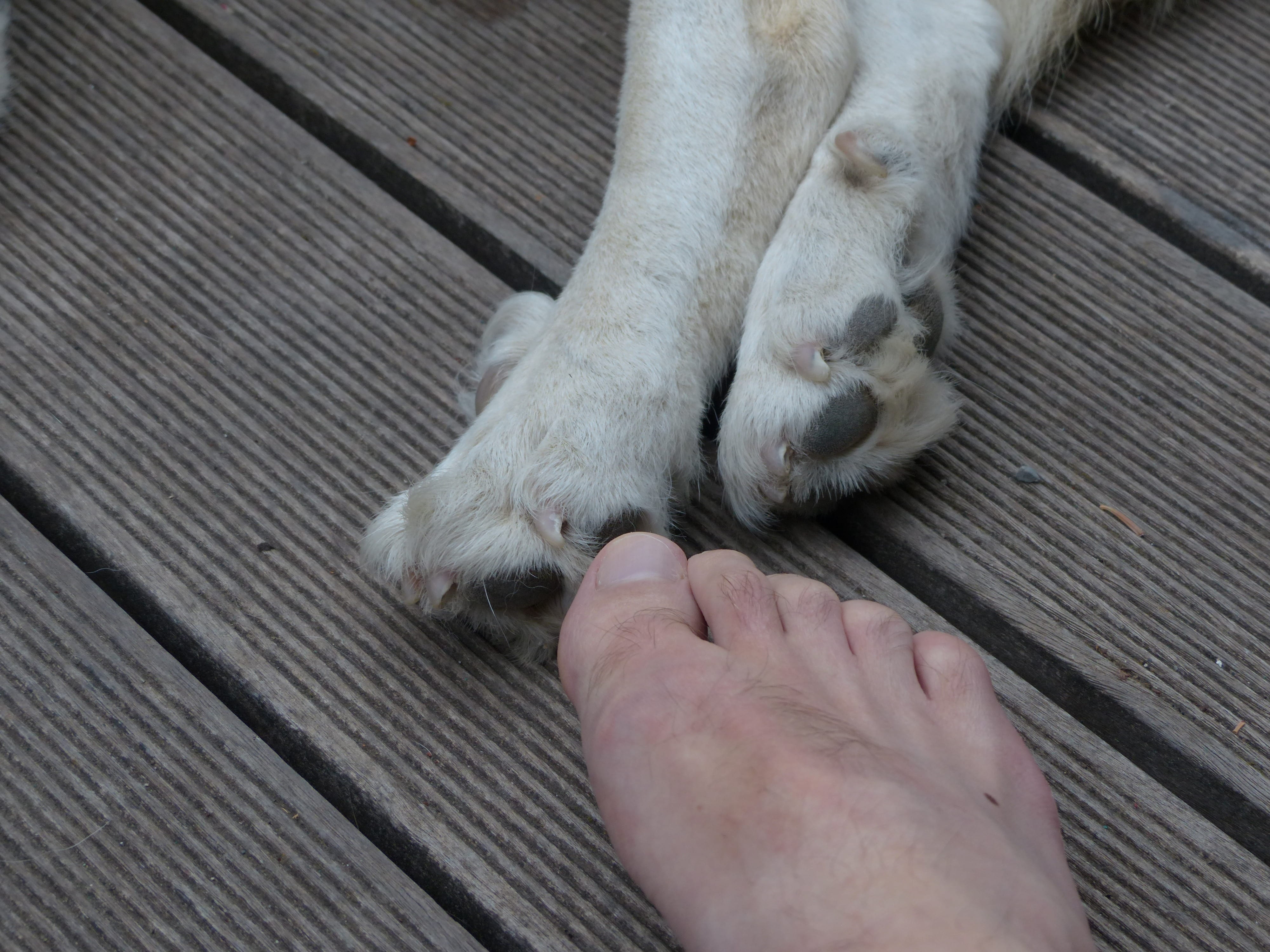 people, low section, vertebrate, hand, paw, foot, paws, cat, domestic animals, domestic cat, human foot, pets, relaxation, human body part, human, animal leg, HD Wallpaper