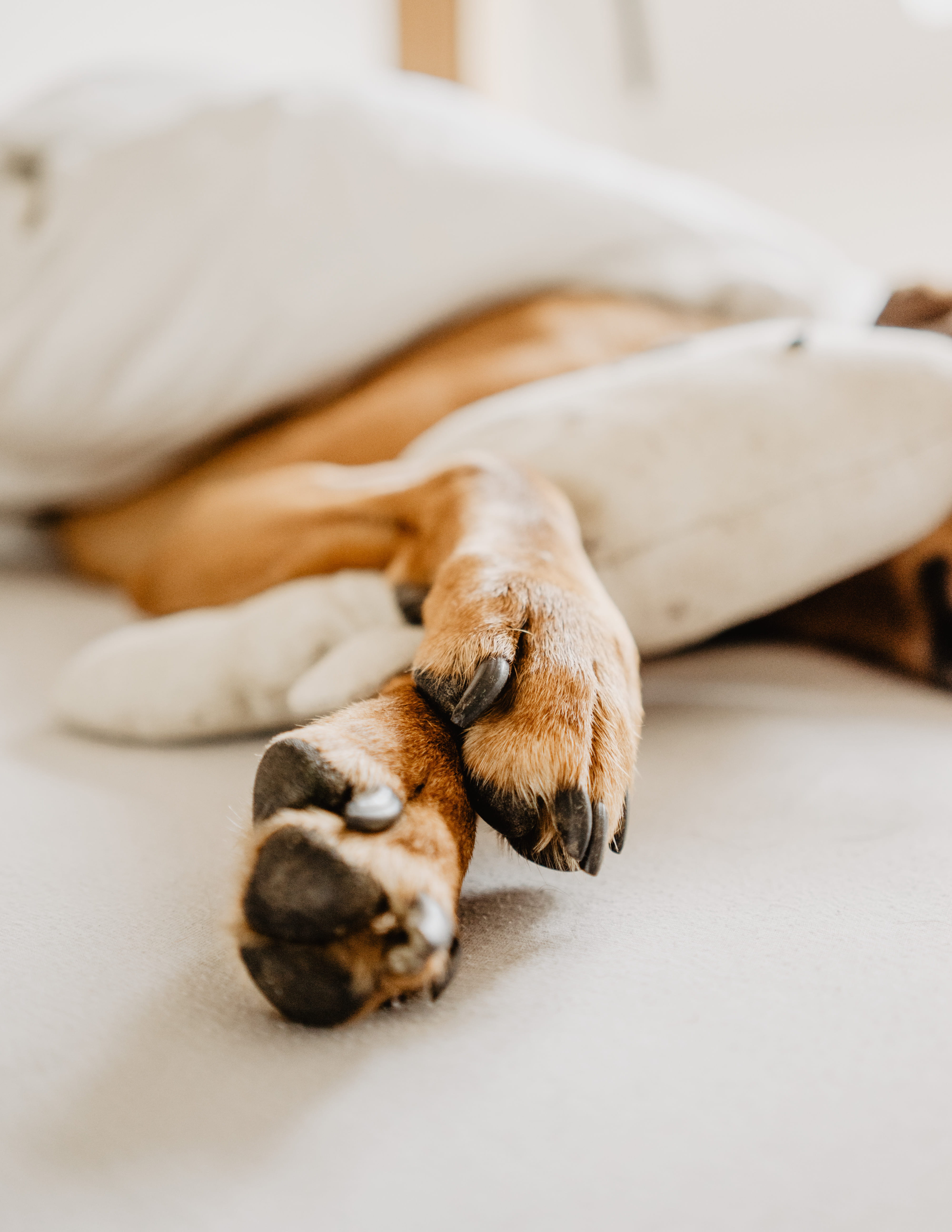 sleepy, canine, 5K, feet, dog paw, vertebrate, mammal, relaxation, no people, brown, animal themes, one animal, cross, pets, sleep, foot, white sheet, Phone HD Wallpaper
