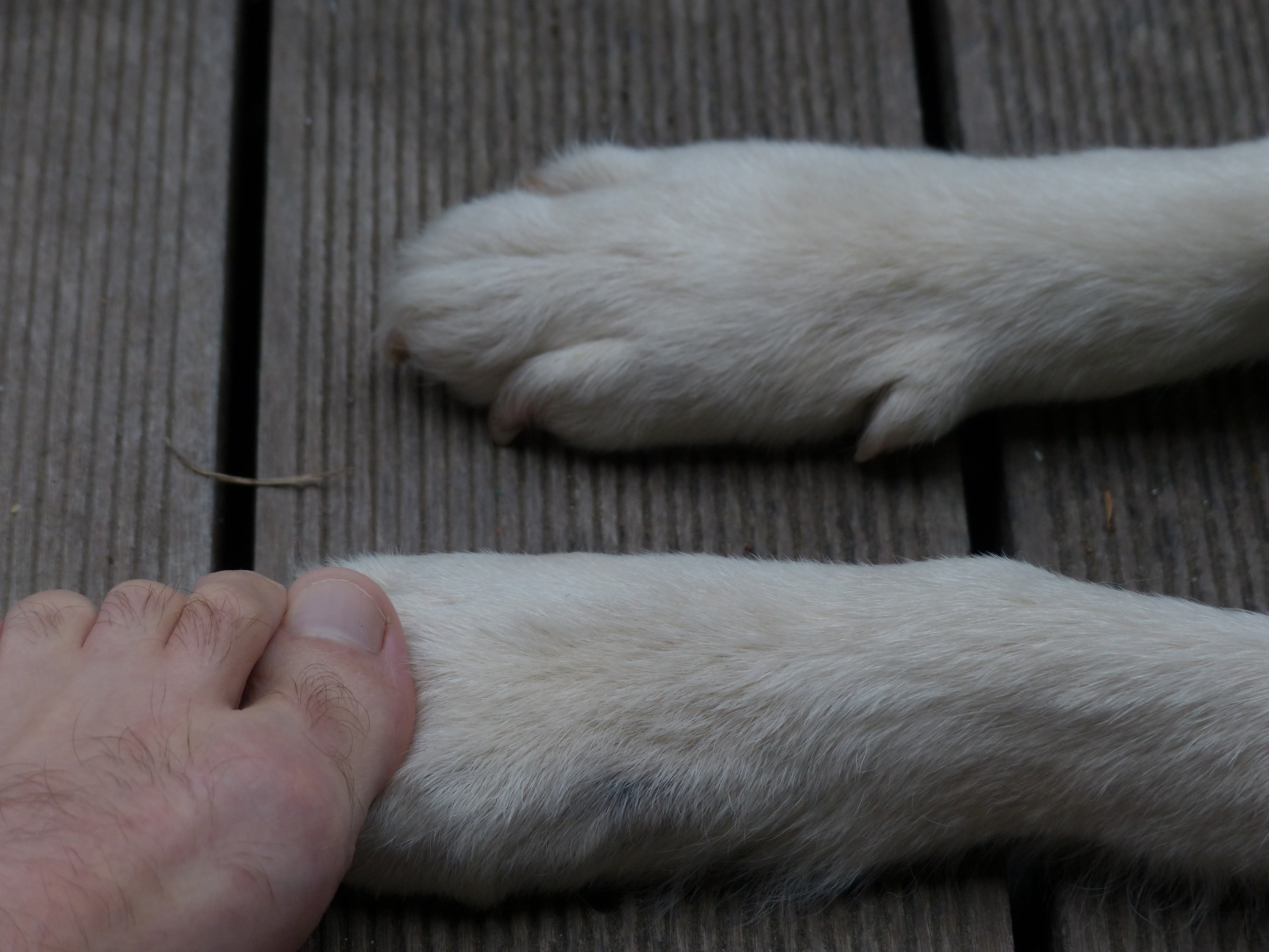 animal, domestic animals, close-up, human, human hand, paw, dog, contact, domestic, foot, encounter, animal themes, animal leg, hand, cat, 4K, body part, HD Wallpaper