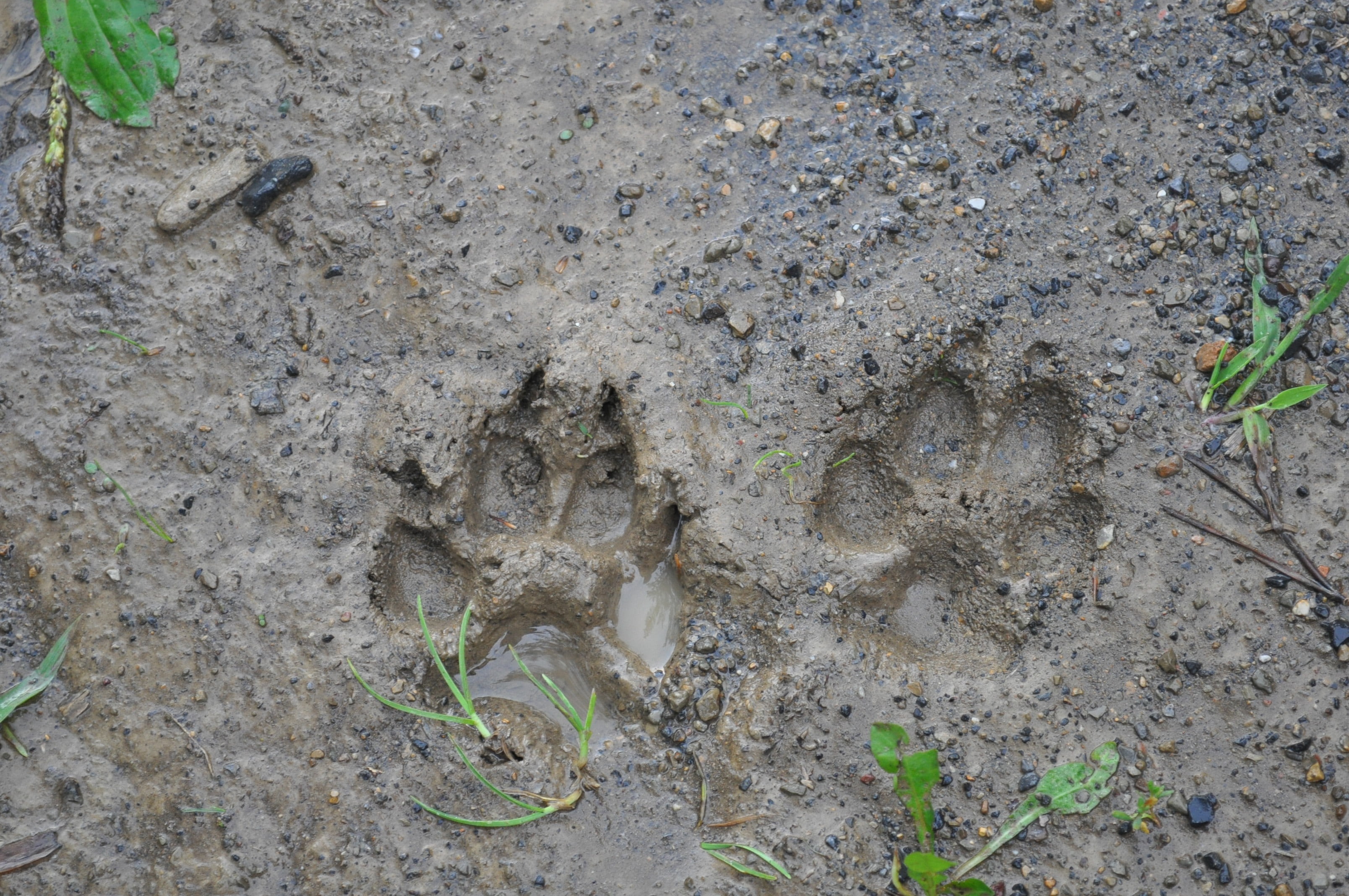 walking, dirt, leaf, plant part, land, outdoor, animal wildlife, toe, growth, paw, imprint, tracks, high angle view, field, mad, nature, journey, footstep, HD Wallpaper