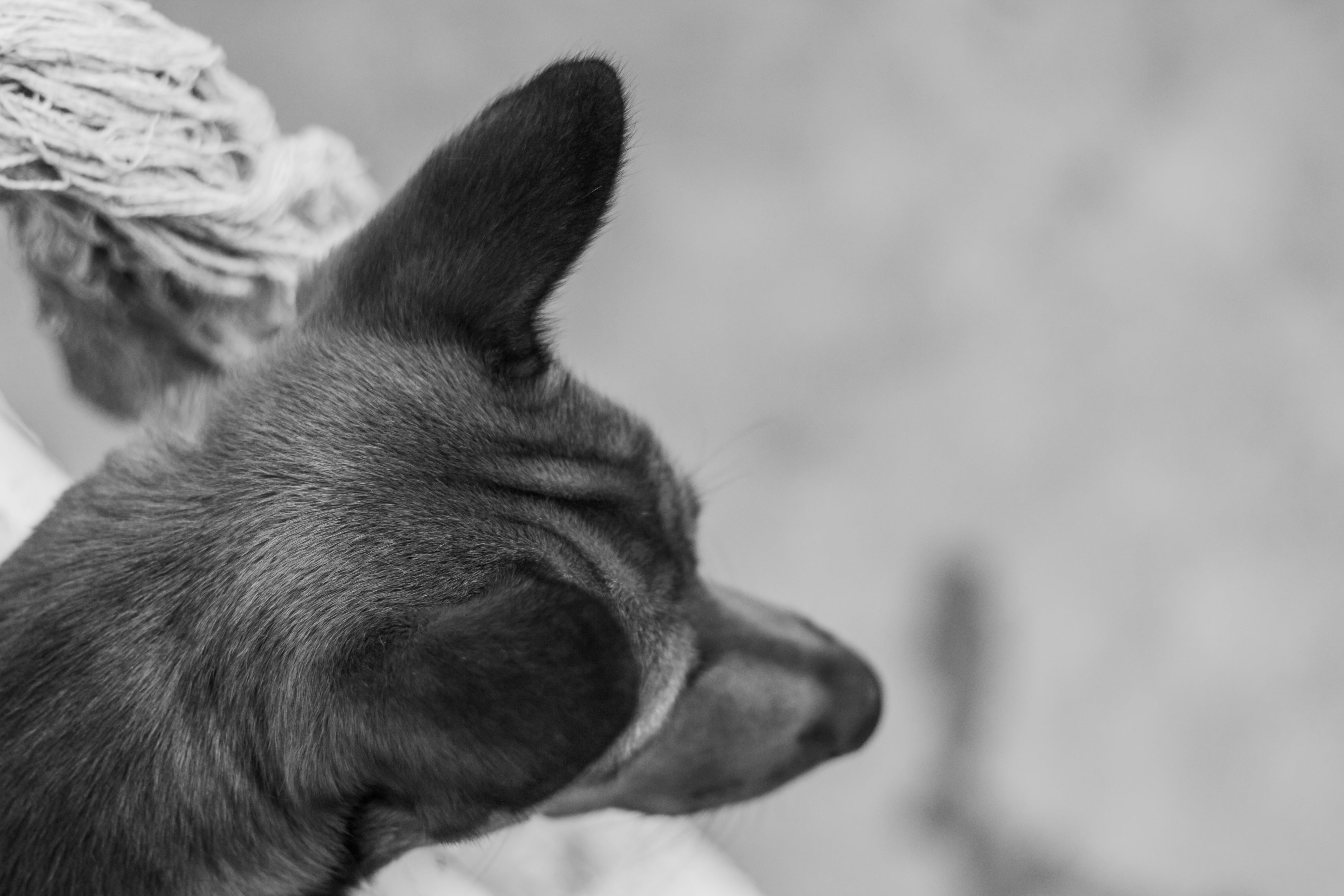 funny, side view, domestic animals, cute, mammal, happy, doggy, prey, 5K, nature, animal themes, animal head, domestic, dog paw, playful, friendship, french bulldog, HD Wallpaper