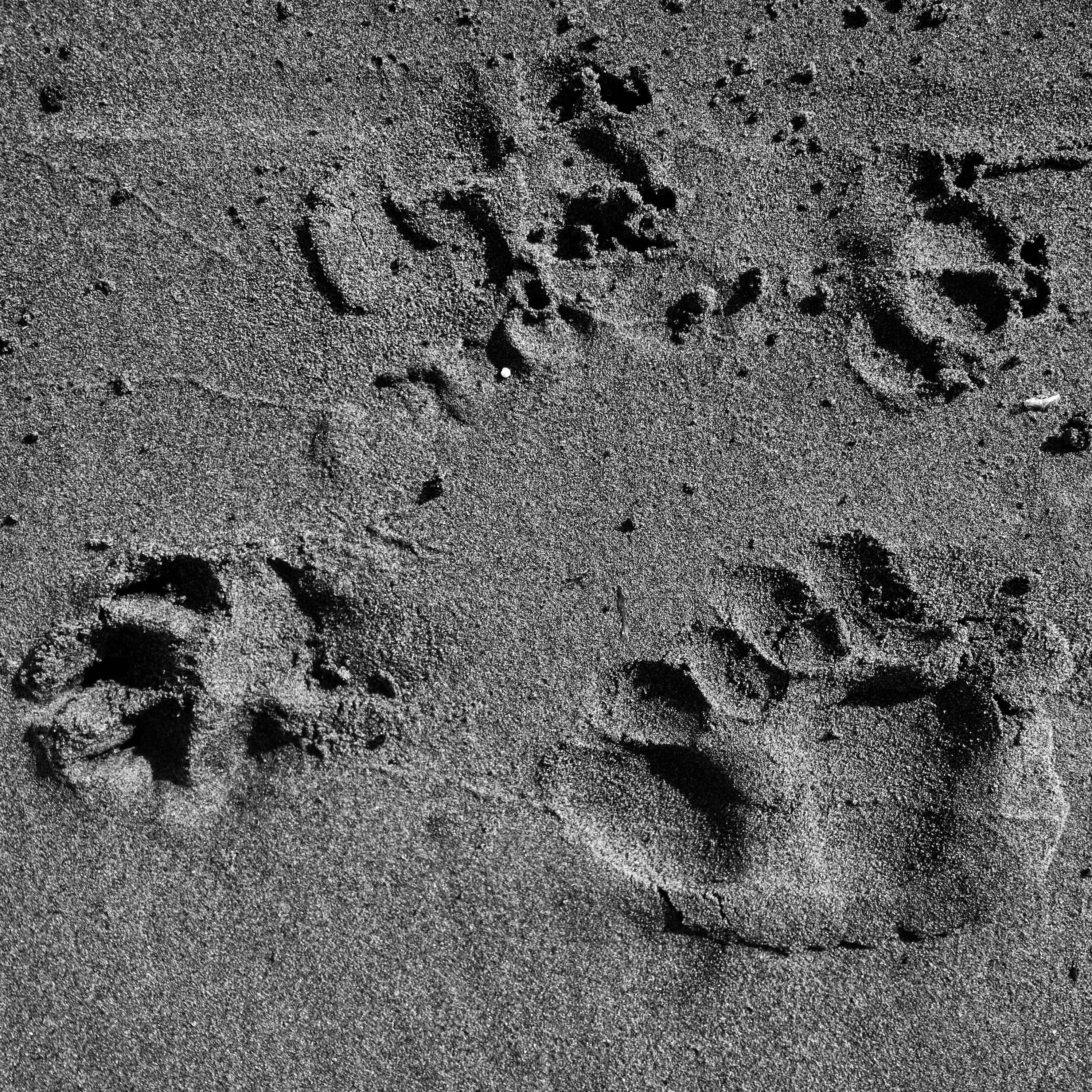 full frame, text, prints, walk, animal print, animal track, no people, foot, track - imprint, footprints, black and white, dog, canine, paw print, dog paw, Phone HD Wallpaper