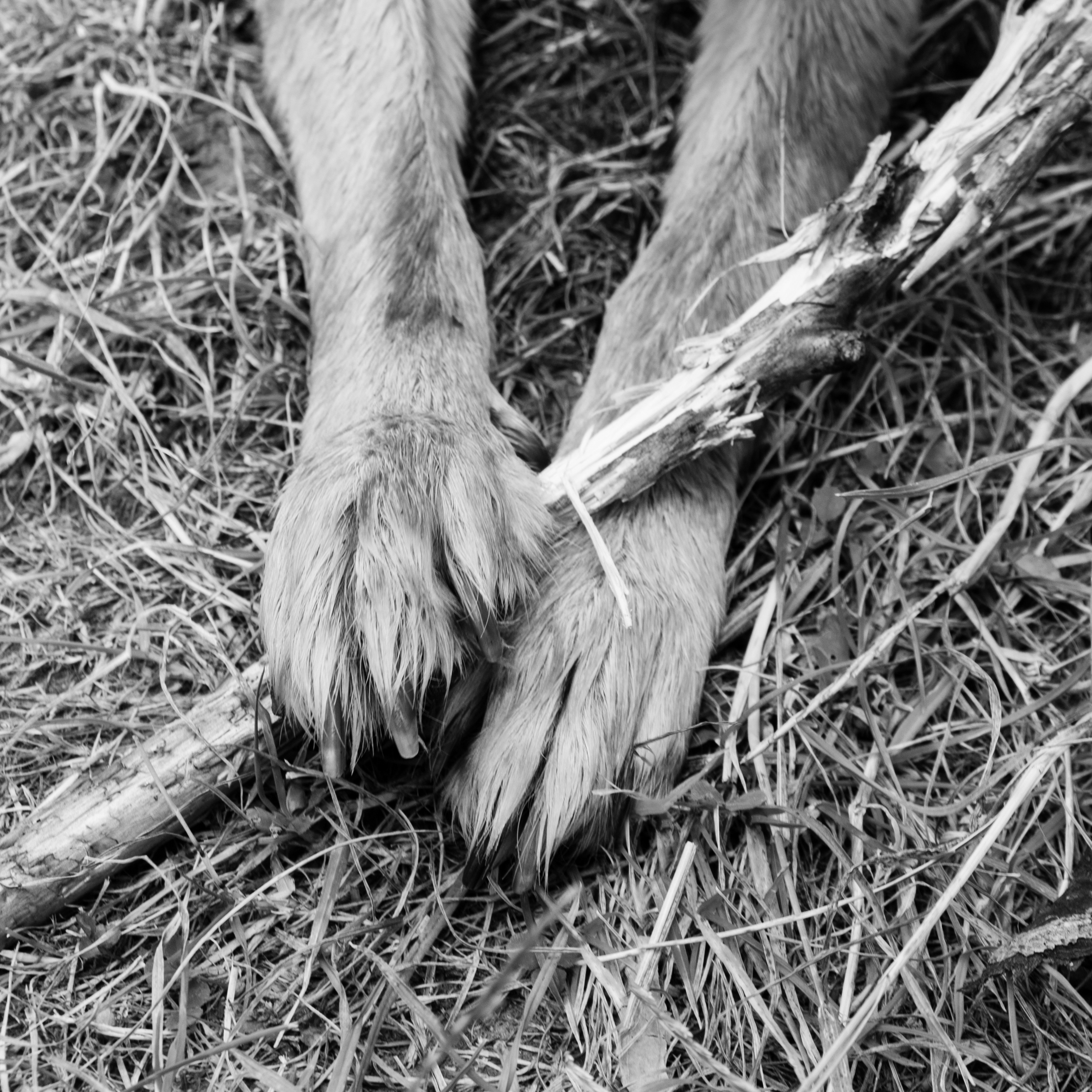 animal head, herbivorous, 2K, nature, contact, playful, land, pets, animal paws, paw, one animal, domestic animals, day, high angle view, dog, animal themes, Phone HD Wallpaper