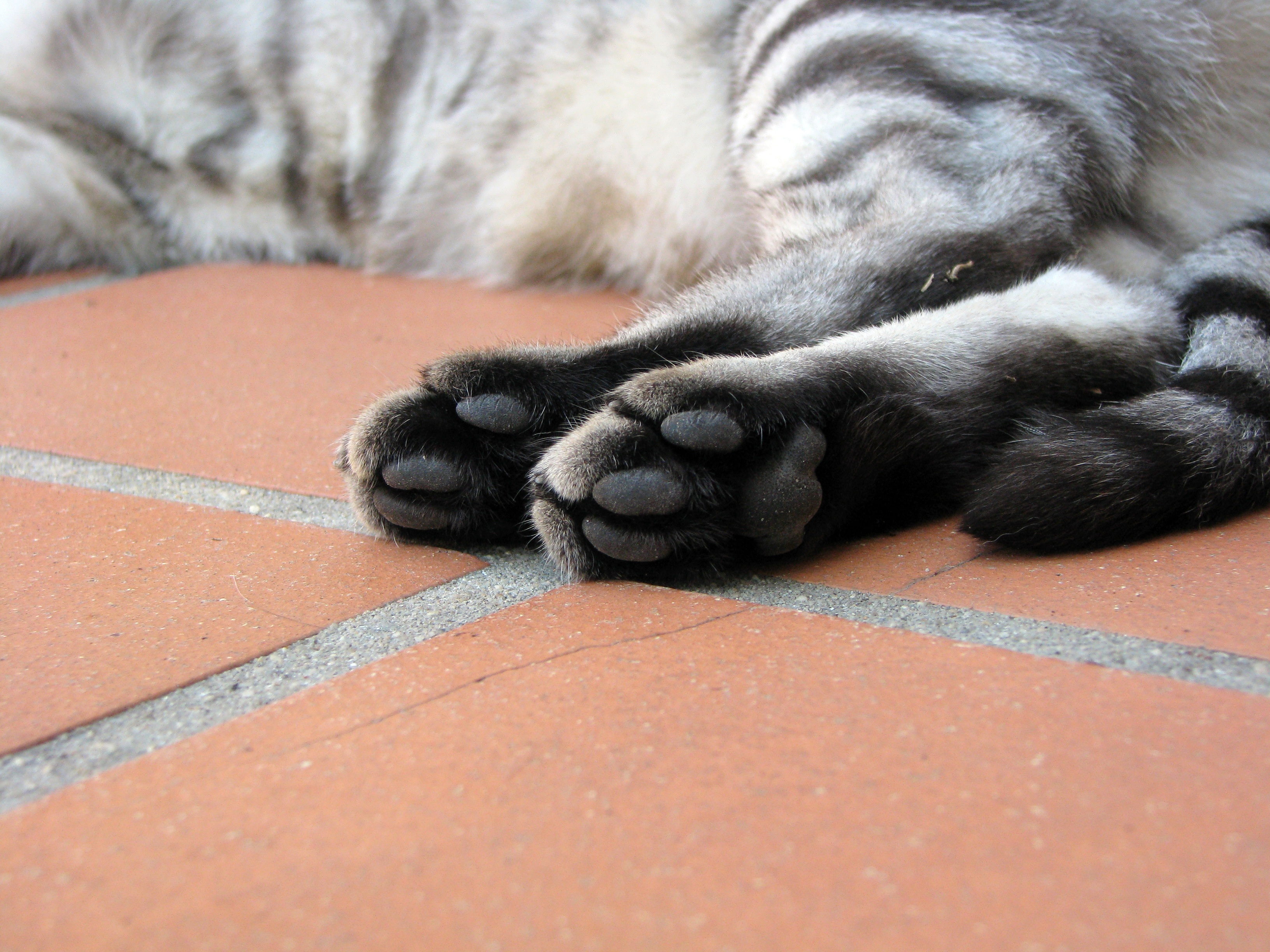 feline, sleeping, animal themes, kitten, one animal, cute, tabby, close-up, animal family, domestic Cat, lying down, domestic animals, resting, animal, HD Wallpaper