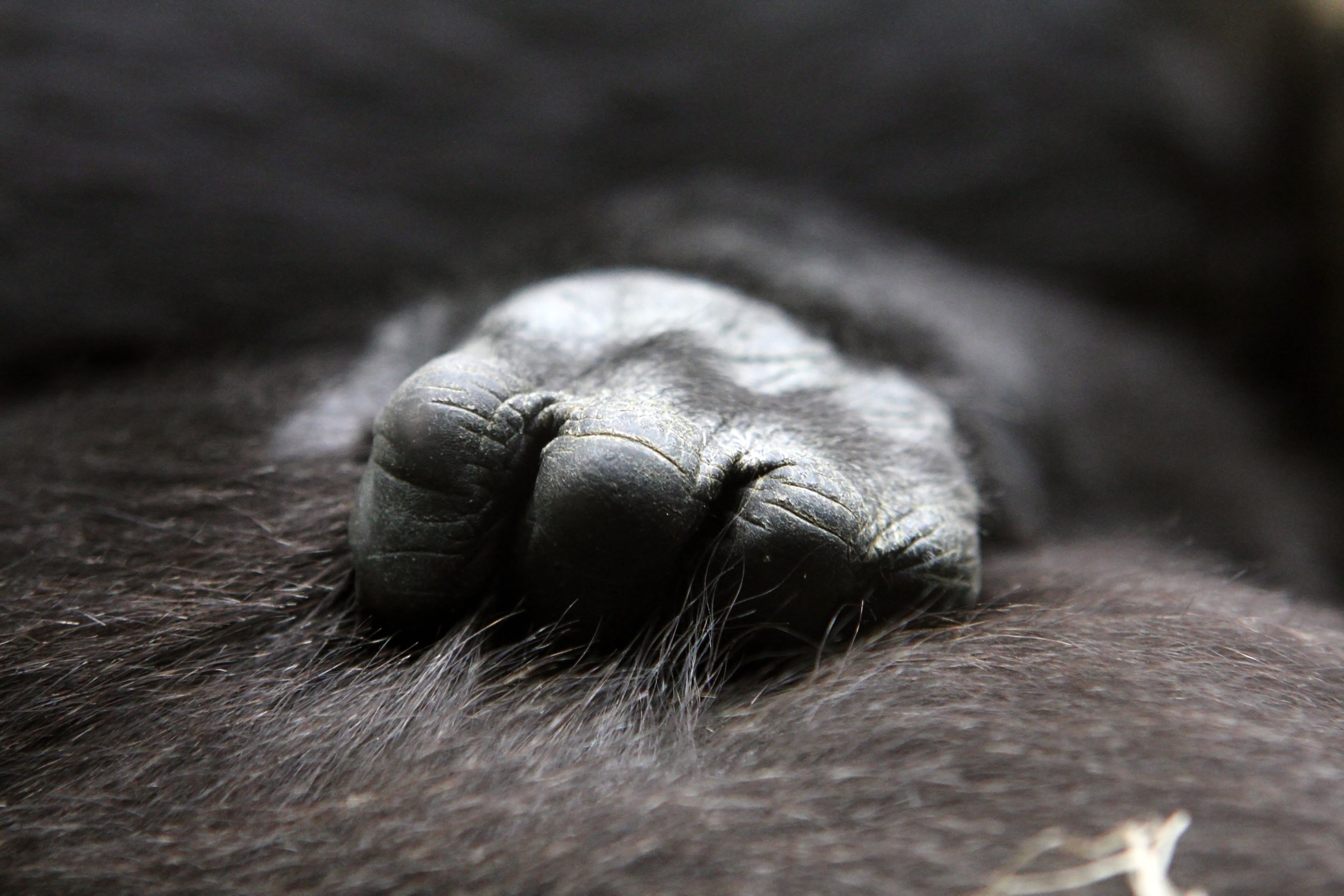 animals in the wild, baby, zoo, ape, animal leg, gorilla, animal wildlife, focus, paw, mammal, animal body part, human hand, 5K, photography, black, human foot, HD Wallpaper
