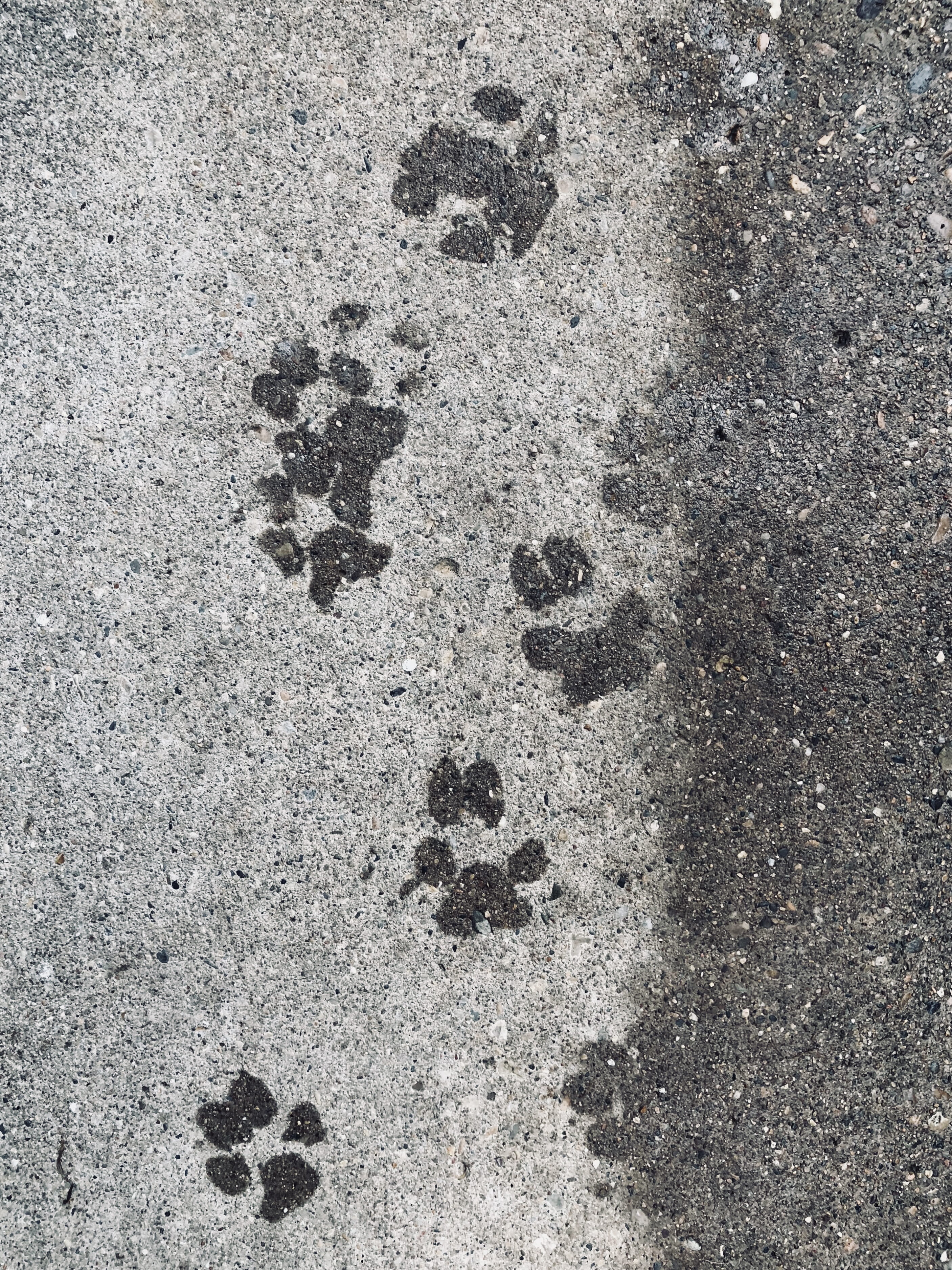 sidewalk, 2K, textured, cement, print, animal themes, paw print, track - imprint, animal track, full frame, beach, no people, dog, pawprint, nature, concrete, Phone HD Wallpaper