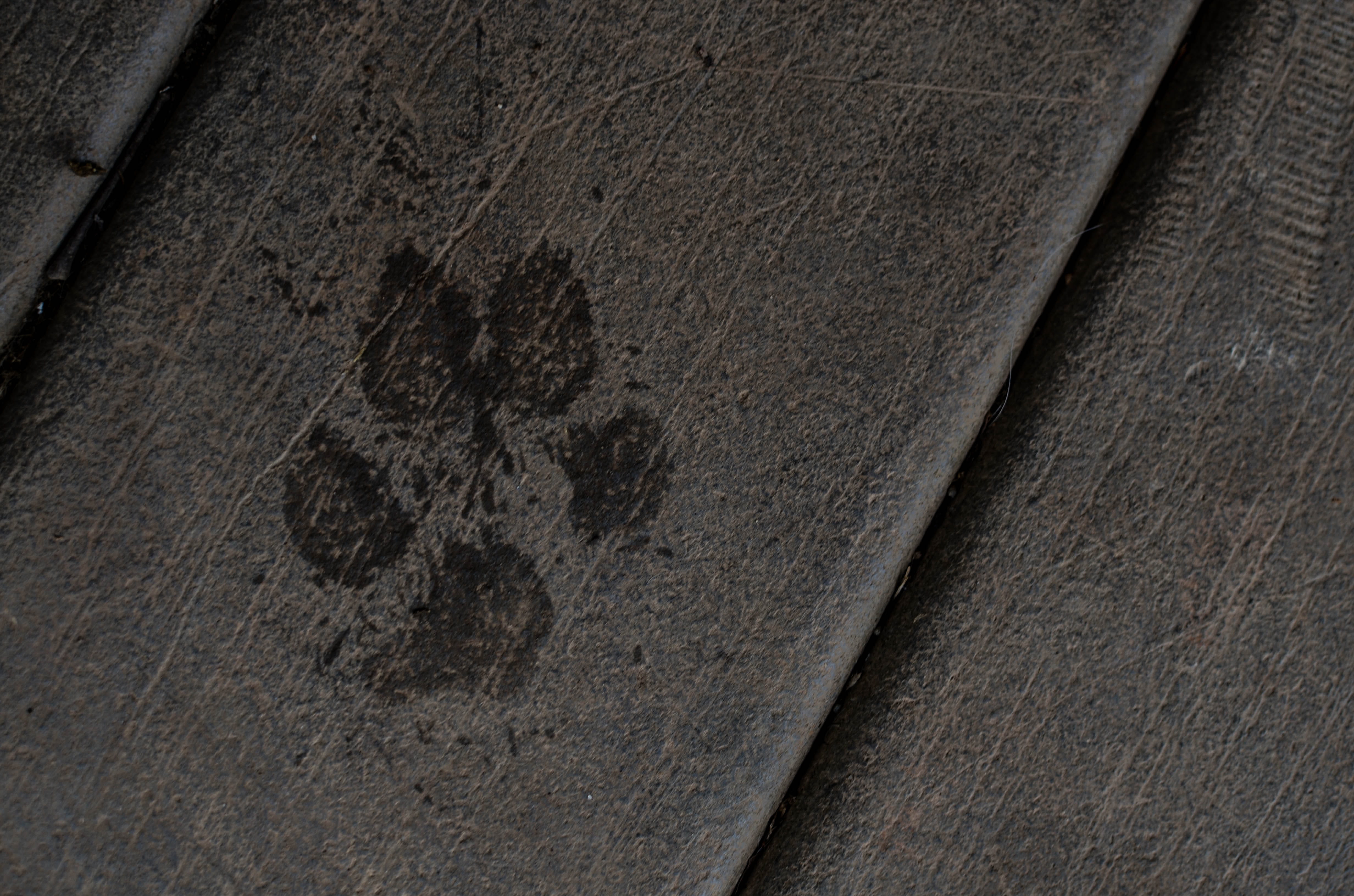 water, 4K, art and craft, pet, craft, outdoors, paw, space, pawprint, full frame, textured, no people, paw print, backgrounds, pattern, architecture, wall - building feature, HD Wallpaper