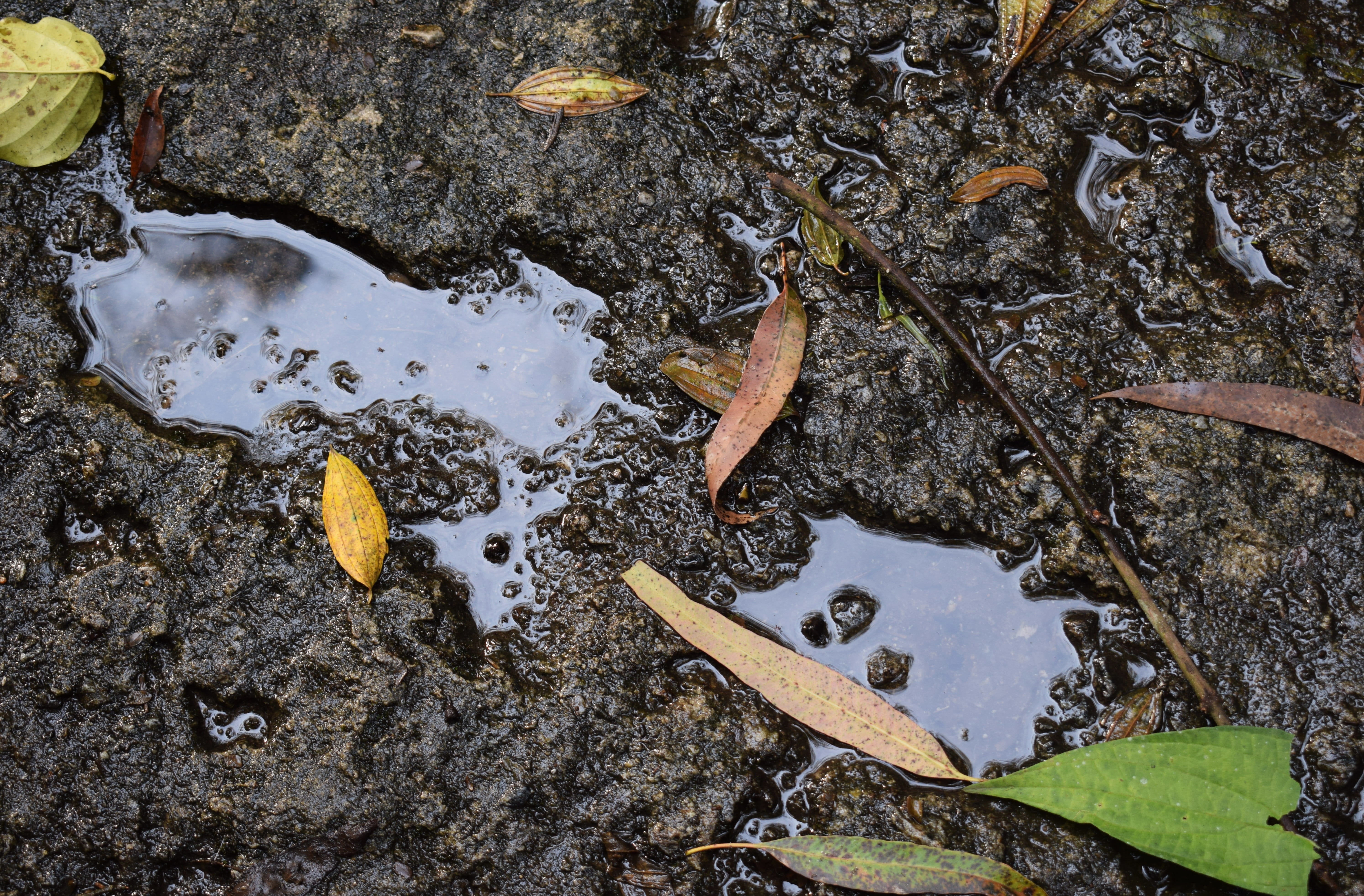 plant, wet, leaves, pollution, paw, 5K, leaf, mud, design, park, puddle, high angle view, rock, dirty, footprint in the concrete, plant part, HD Wallpaper
