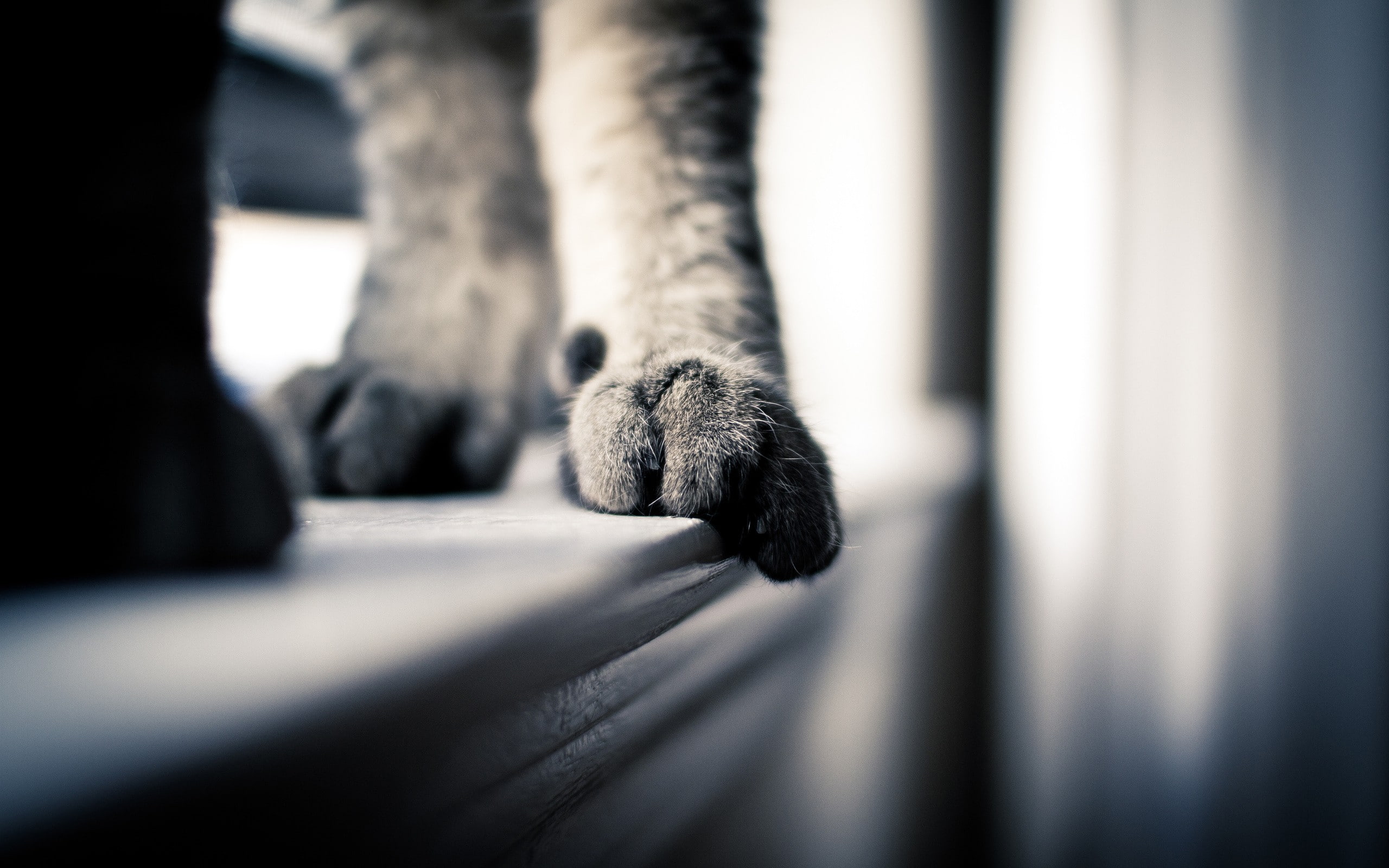 cat, animal, macro, 2K, foot, paw, animals, hd, HD Wallpaper