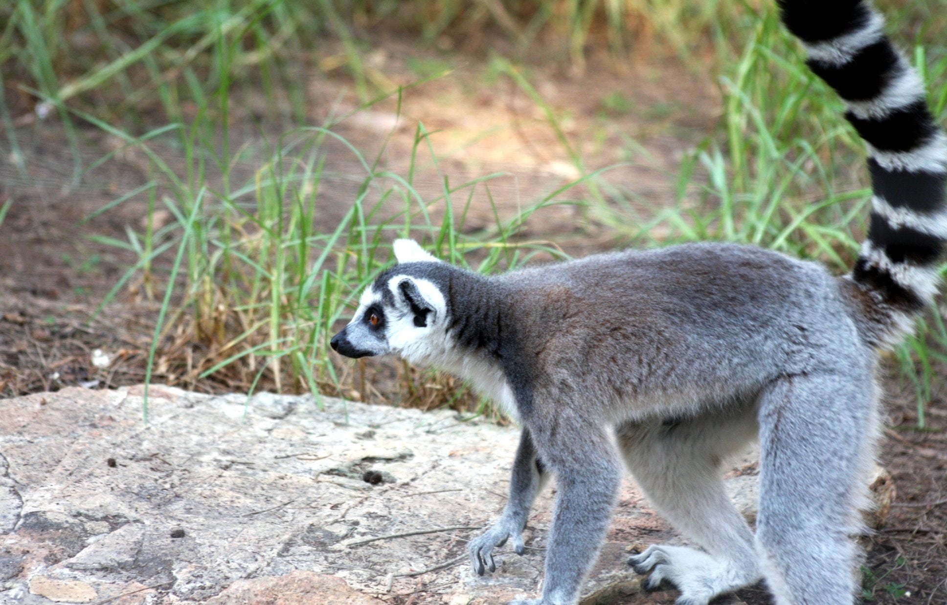 ring-tailed Lemur, africa, land, mammal, animals In The Wild, ring tailed lemur, catta, primate, no people, focus on foreground, animal, 1080P, black and white, HD Wallpaper