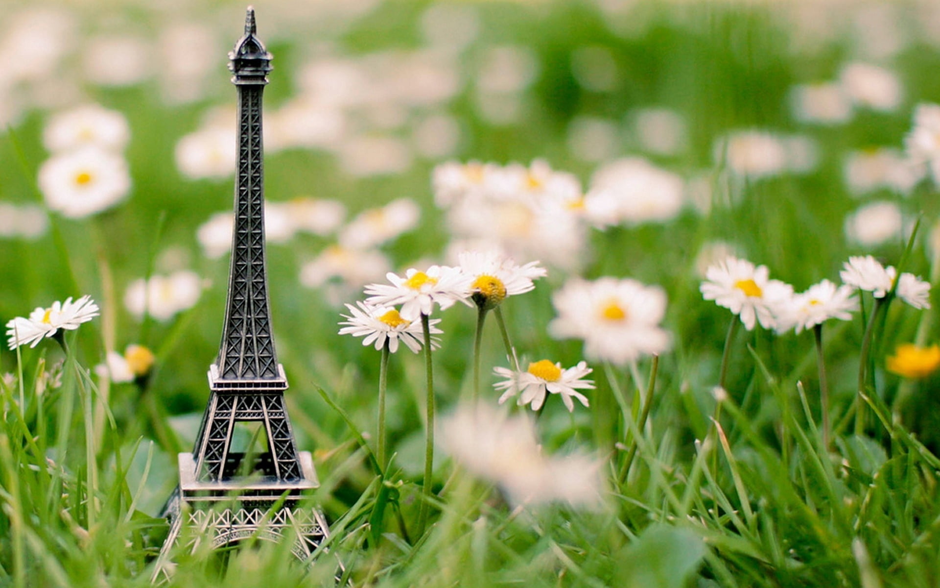 growth, meadow, europe, field, gray, paris - France, day, eiffel Tower, no People, fragility, flower, flowering plant, tower, wildflower, flower head, decor, HD Wallpaper