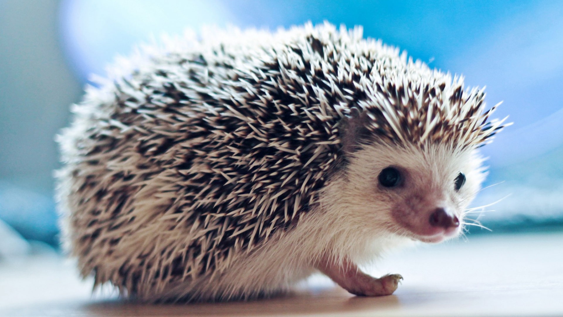 1080P, rodent, porcupine, mammal, animals, HD Wallpaper