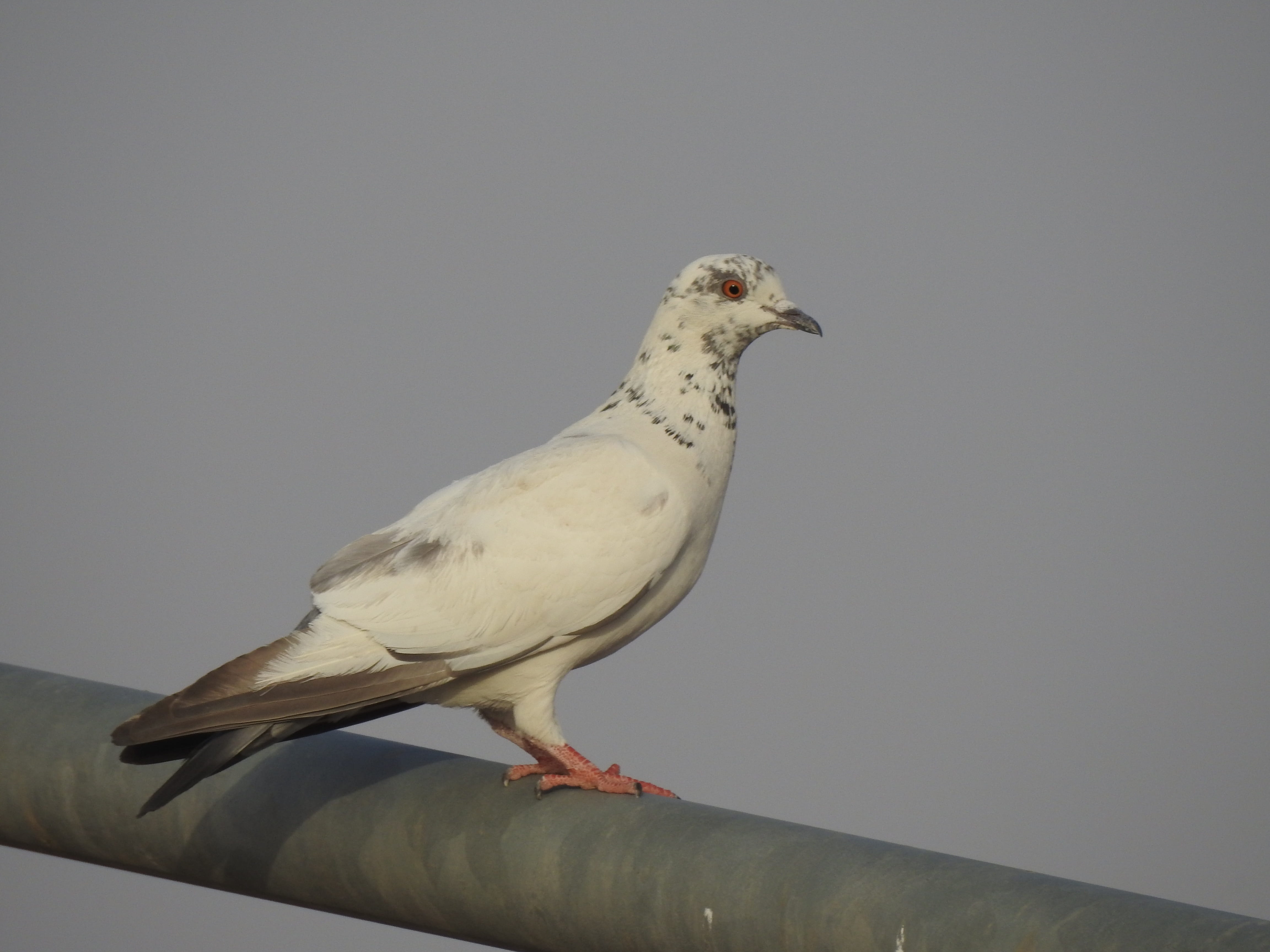 nature, australia, no people, clear sky, stigmatopelia, white color, palm, outdoors, animals in the wild, wild, vertebrate, arabia, pigeon, eurasia, dove - bird, HD Wallpaper