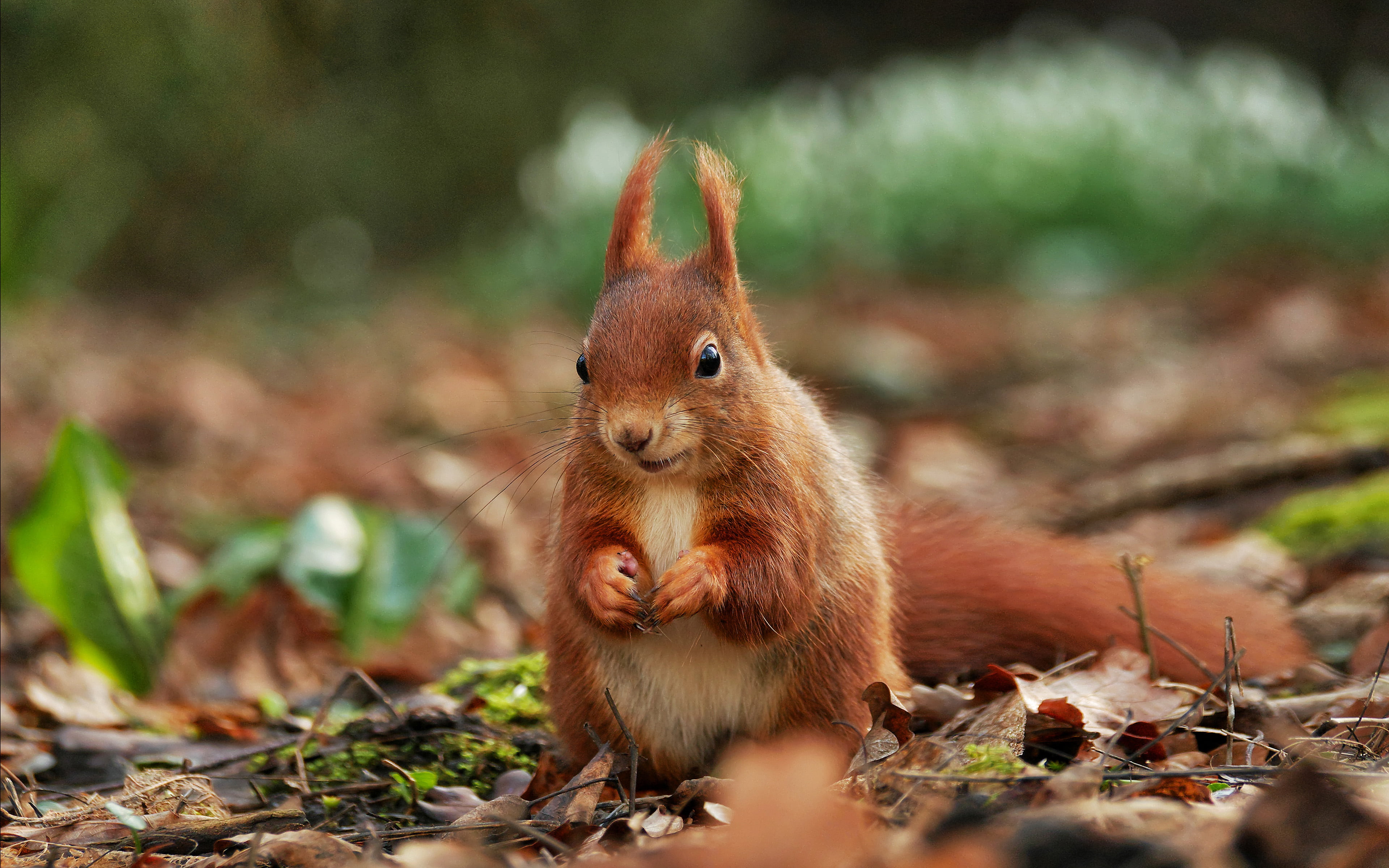 selective focus, rodent, omnivorous, whisker, eating, eurasia, nature, animal themes, food, food and drink, outdoors, animal, day, animals in the wild, HD Wallpaper