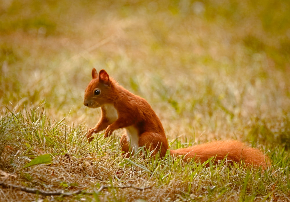 rodent, 480P, squirrel, green, grasses, cute, nature, animal, Wiewiórka, pianist, outdoors, selective focus, Eurasian red squirrel, mammal, Imaginary, HD Wallpaper