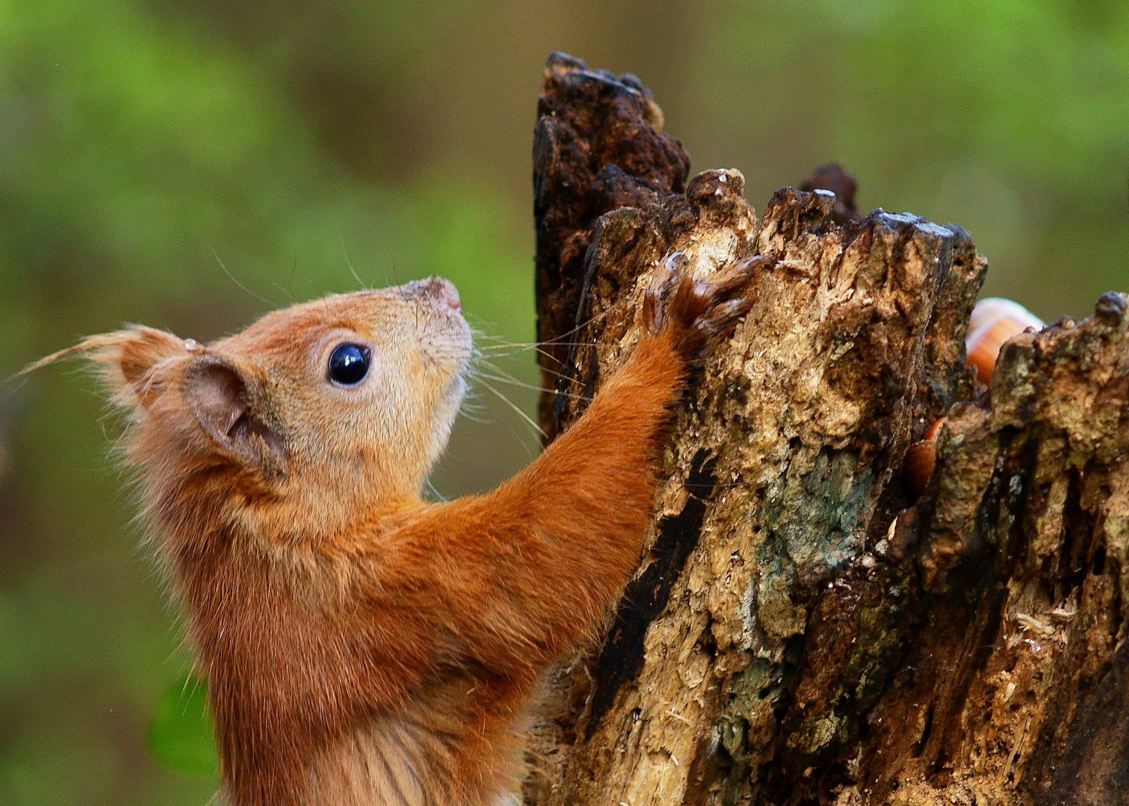 close up, animal, 1080P, climbing, squirrel, brown, forest, IoW, Trimming, outdoors, tree, mammal, Great Expectations, cute, animals In The Wild, fur, HD Wallpaper