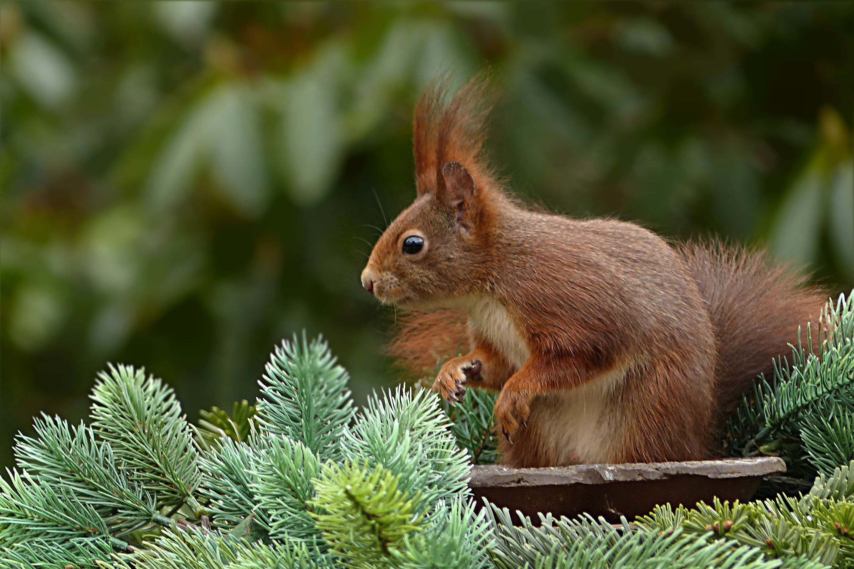 fluffy, sciurus vulgaris major, mammal, plant, 2K, brown, garden futtersuche, outdoors, land, facing, squirrel, day, no people, profile view, close-up, HD Wallpaper