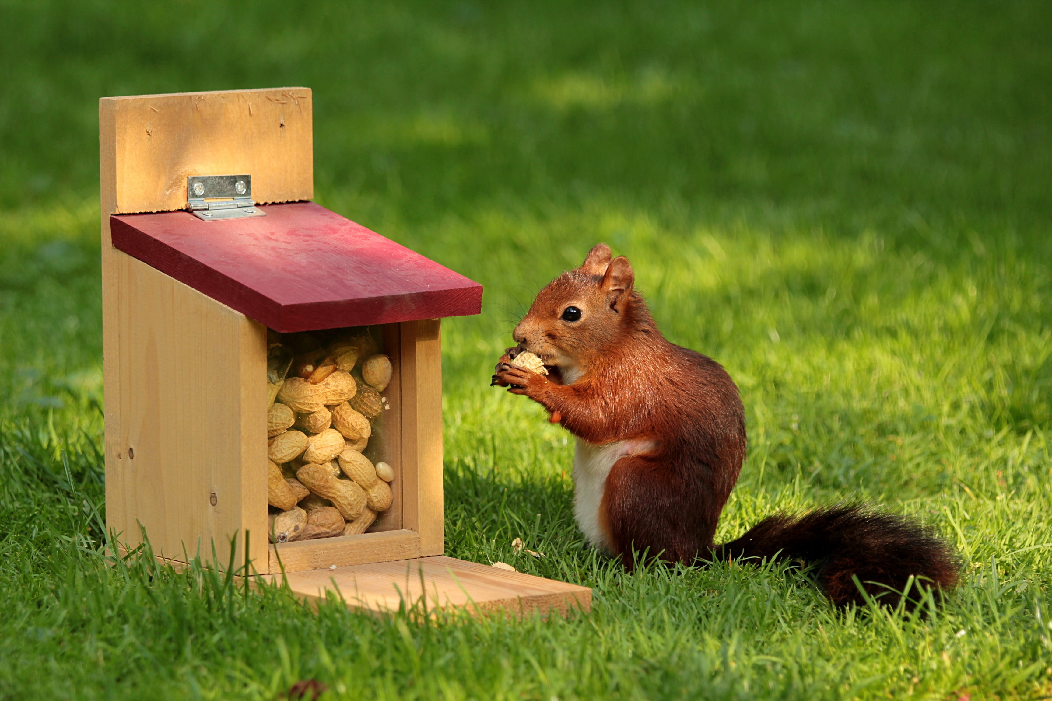 green color, close, animal wildlife, outdoors, squirrel, nuts, field, animal themes, bird, animal, peanuts, meal, one animal, 2K, rodent, mammal, cute, HD Wallpaper