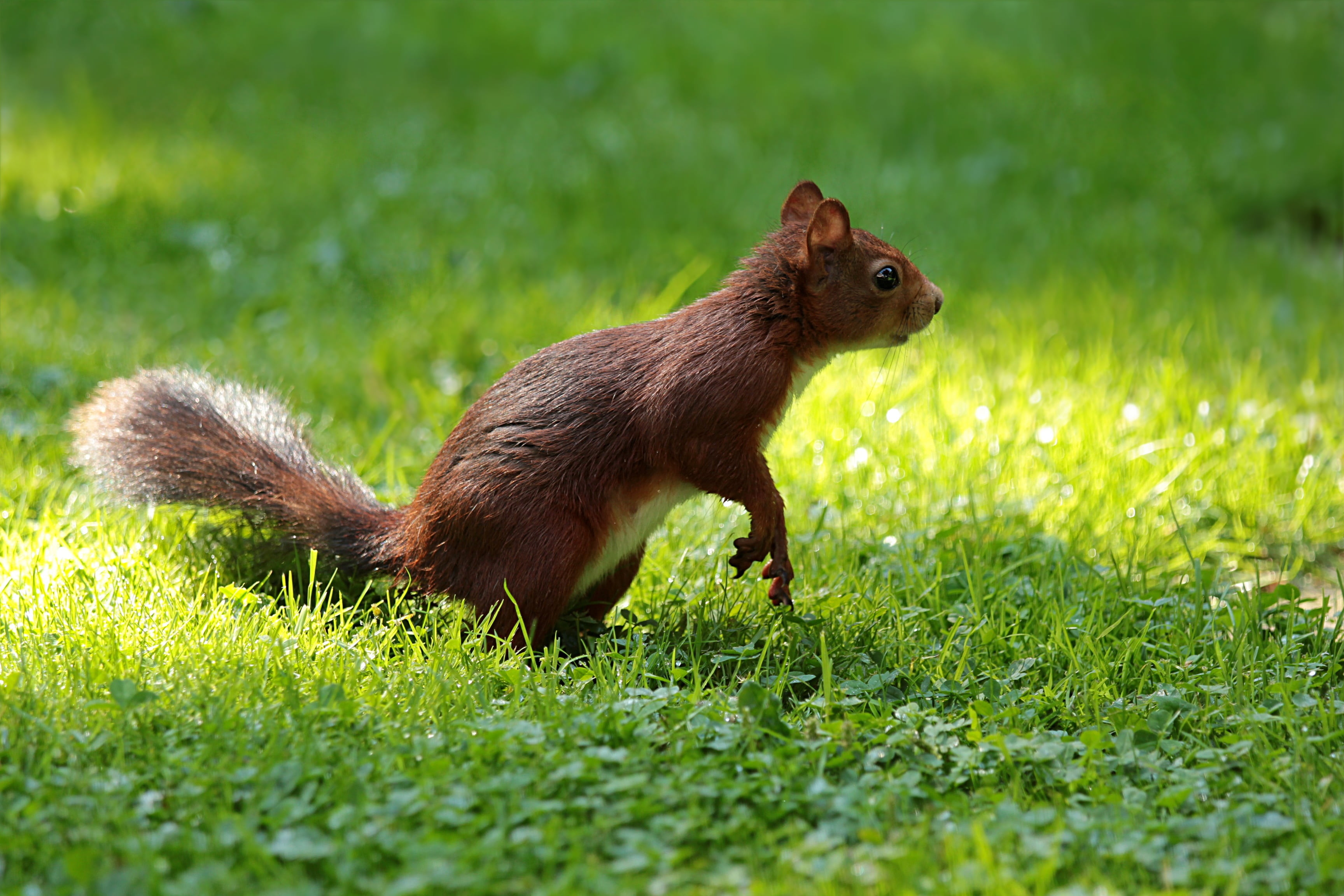 focus, wildlife, foraging, close-up, side view, garden, land, day, cute, squirrel, mammal, brown, sciurus, animals in the wild, no people, nature, one animal, HD Wallpaper