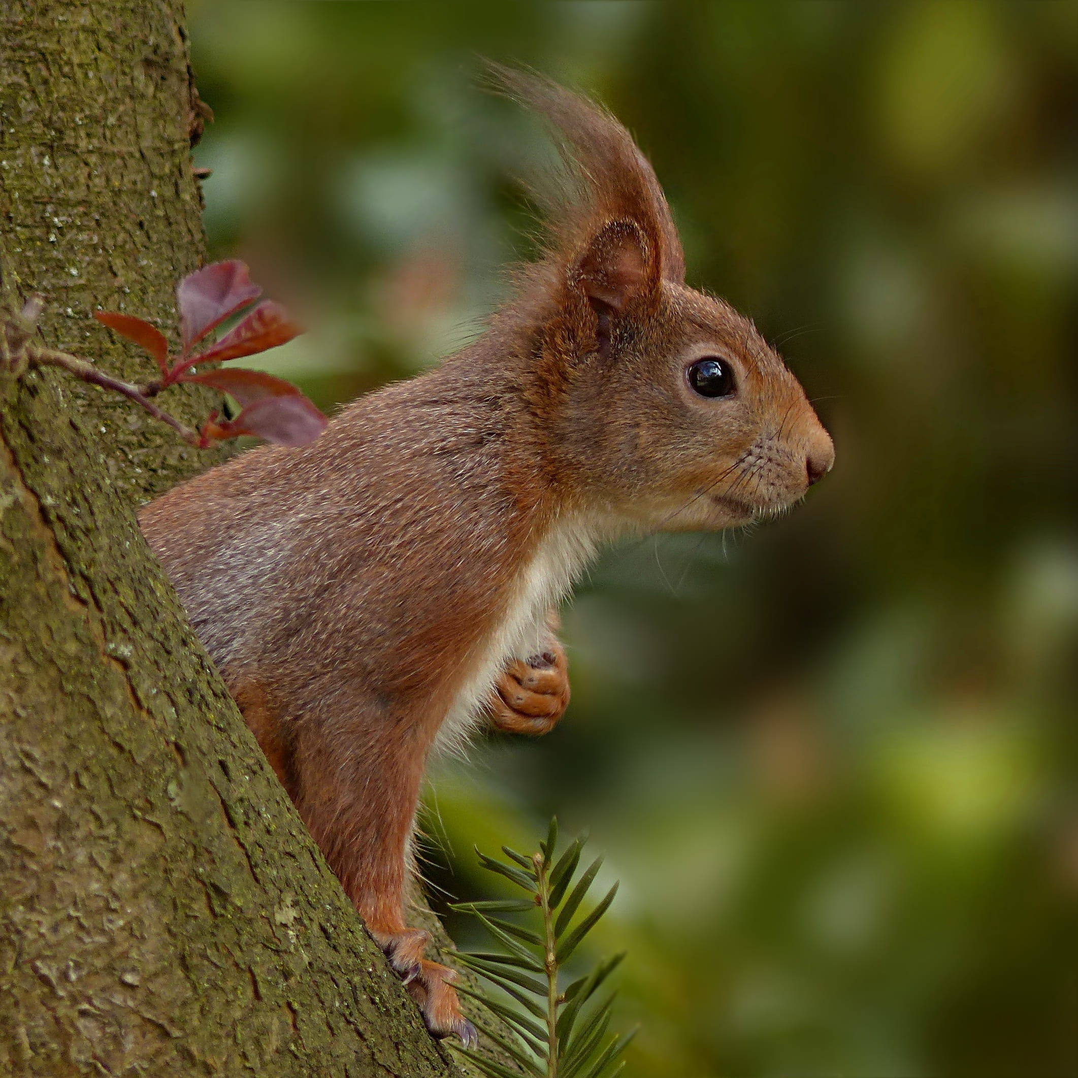 side view, squirrel, animal wildlife, day, nut, outdoors, nature, one animal, attention, animals in the wild, 1080P, animal world, close-up, whisker, selective, Phone HD Wallpaper