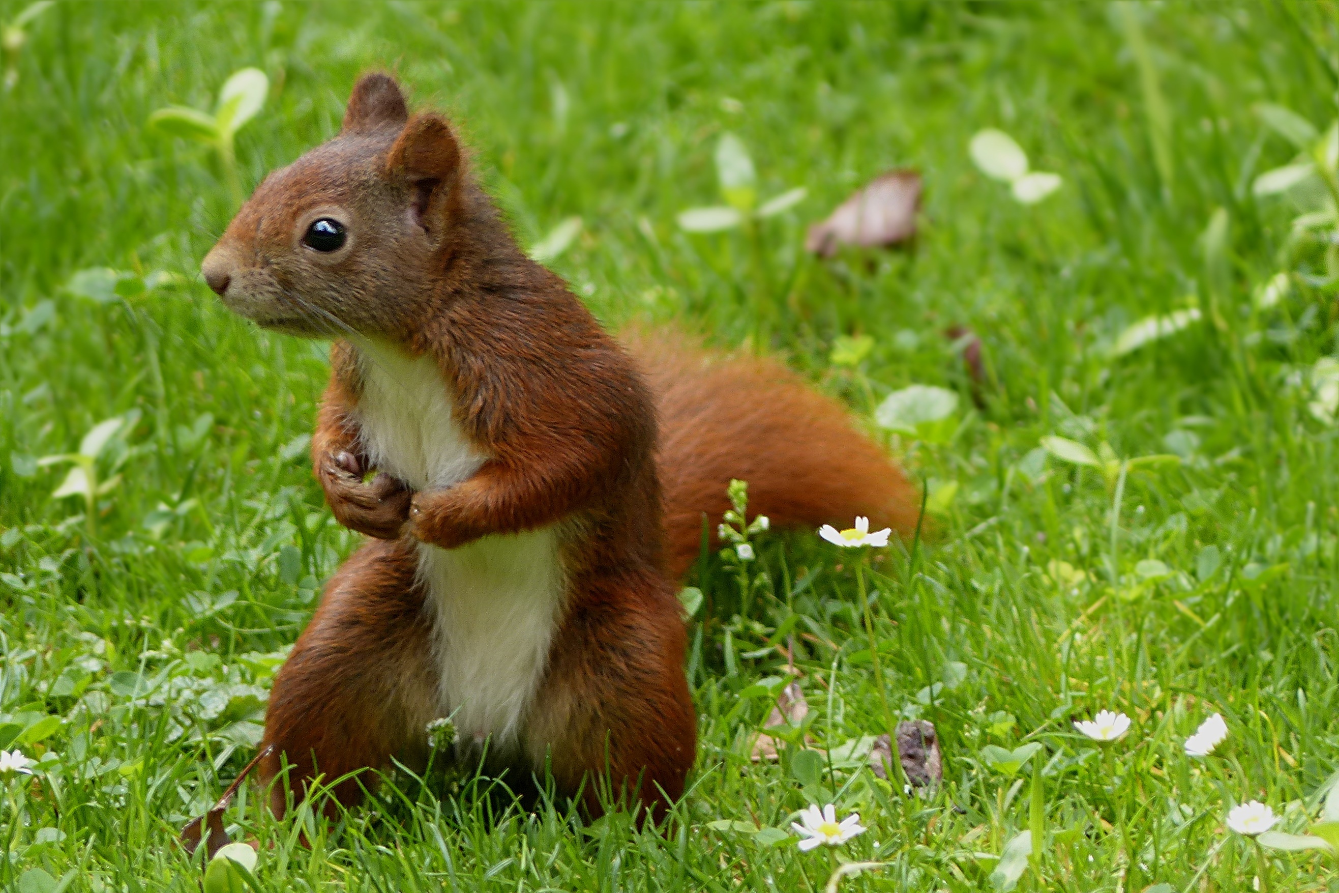 2K, vertebrate, squirrel, garden, wildlife, no people, plant, one animal, field, mammal, animal wildlife, green color, close-up, grass, eating, cute, animals in the wild, HD Wallpaper