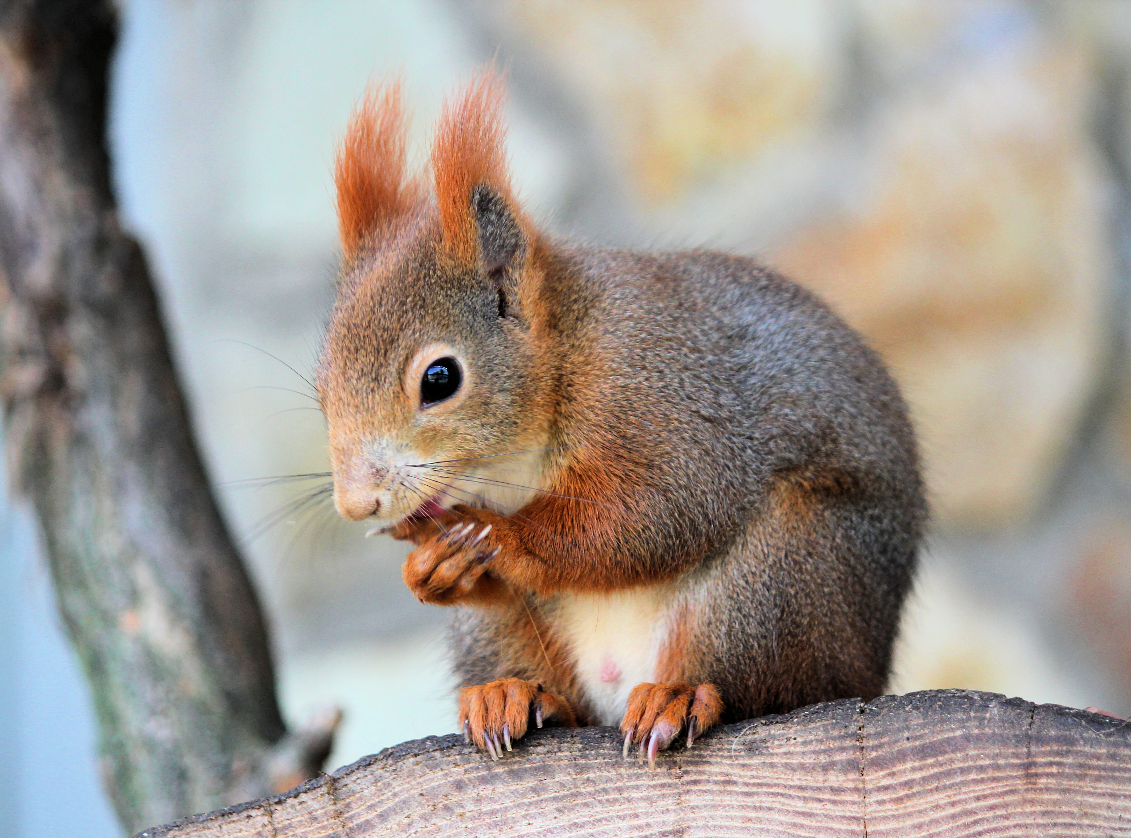 close-up, one animal, vertebrate, 4K, dunajská streda, seed, squirrel, cute, vegetable, day, chipmunk, tree, small, rodent, whisker, wood - material, food, HD Wallpaper