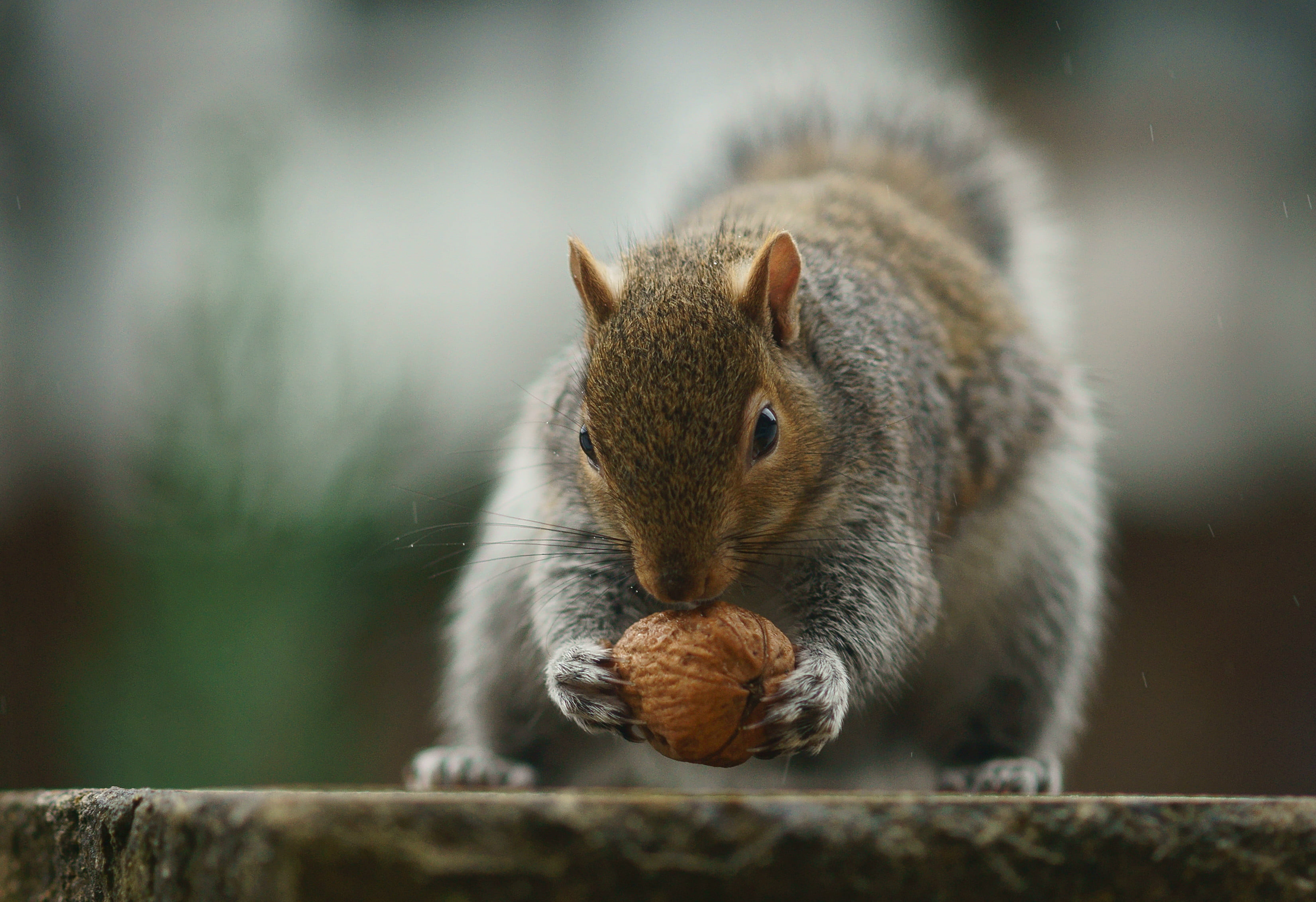 nut, Sciurus  carolinensis, cute, Weight-lifter, rodent, wildlife, outdoors, 2K, tree, eating, nature, forest, mammal, holding, brown, close-up, animal, HD Wallpaper