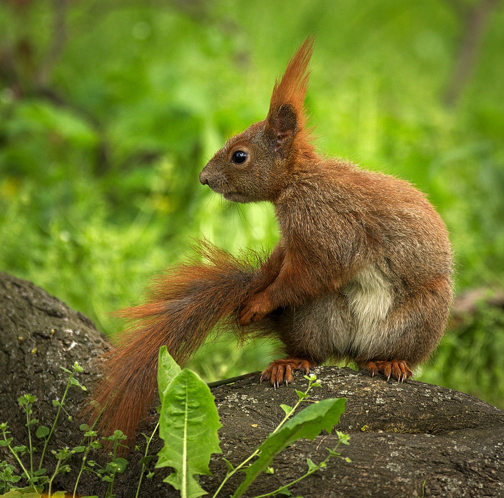 Wiewiórka, cute, animal, squirrel, Sciurus vulgaris, small, eating, tree, Eurasian red squirrel, wildlife, nature, fur, animals In The Wild, tail, outdoors, HD Wallpaper