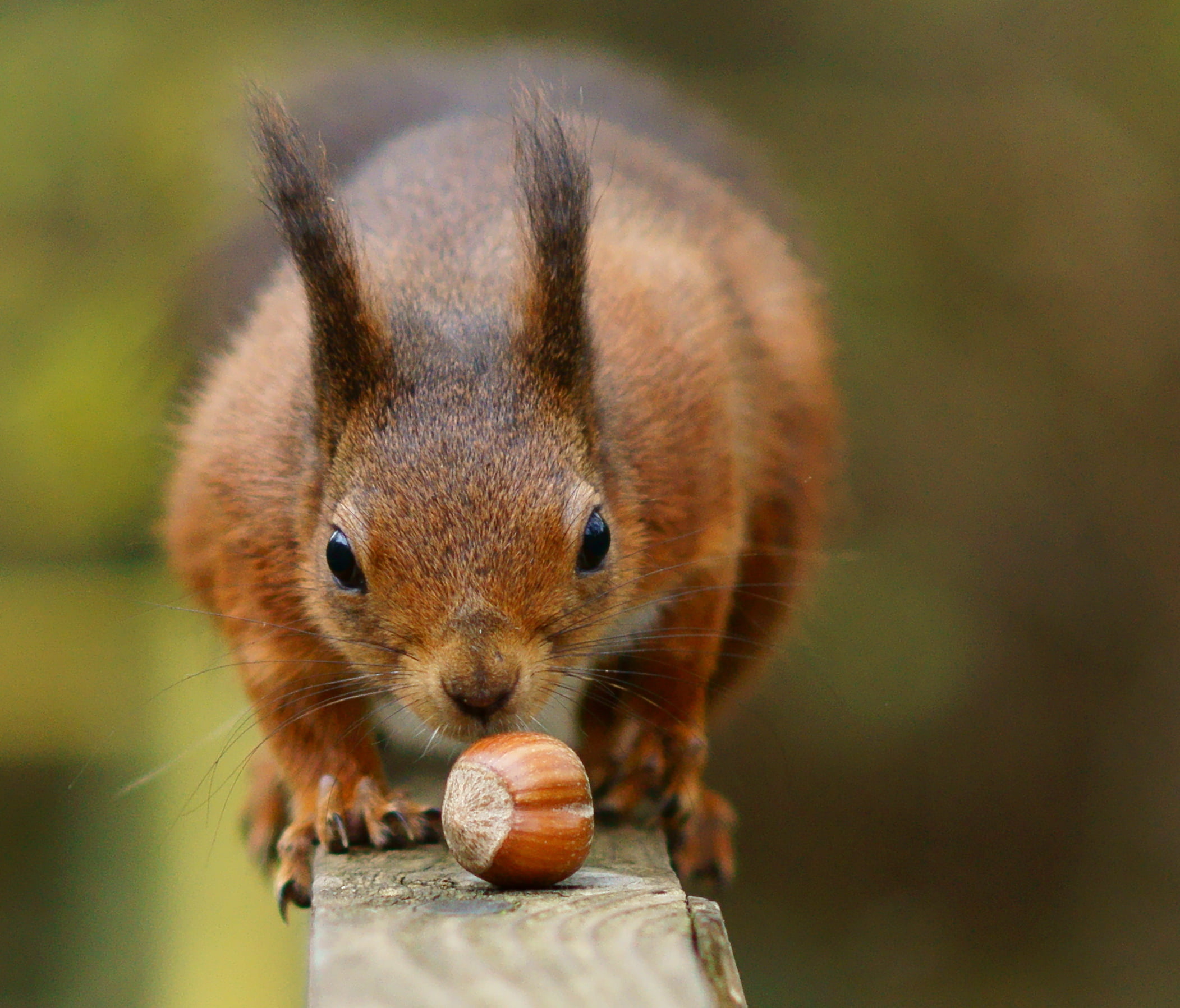 animal, Trimming, 1080P, fluffy, outdoors, mammal, Hazelnut, squirrel, animals In The Wild, brown, cute, Nature  Reserve, Last, Sciurus  vulgaris, Isle, HD Wallpaper