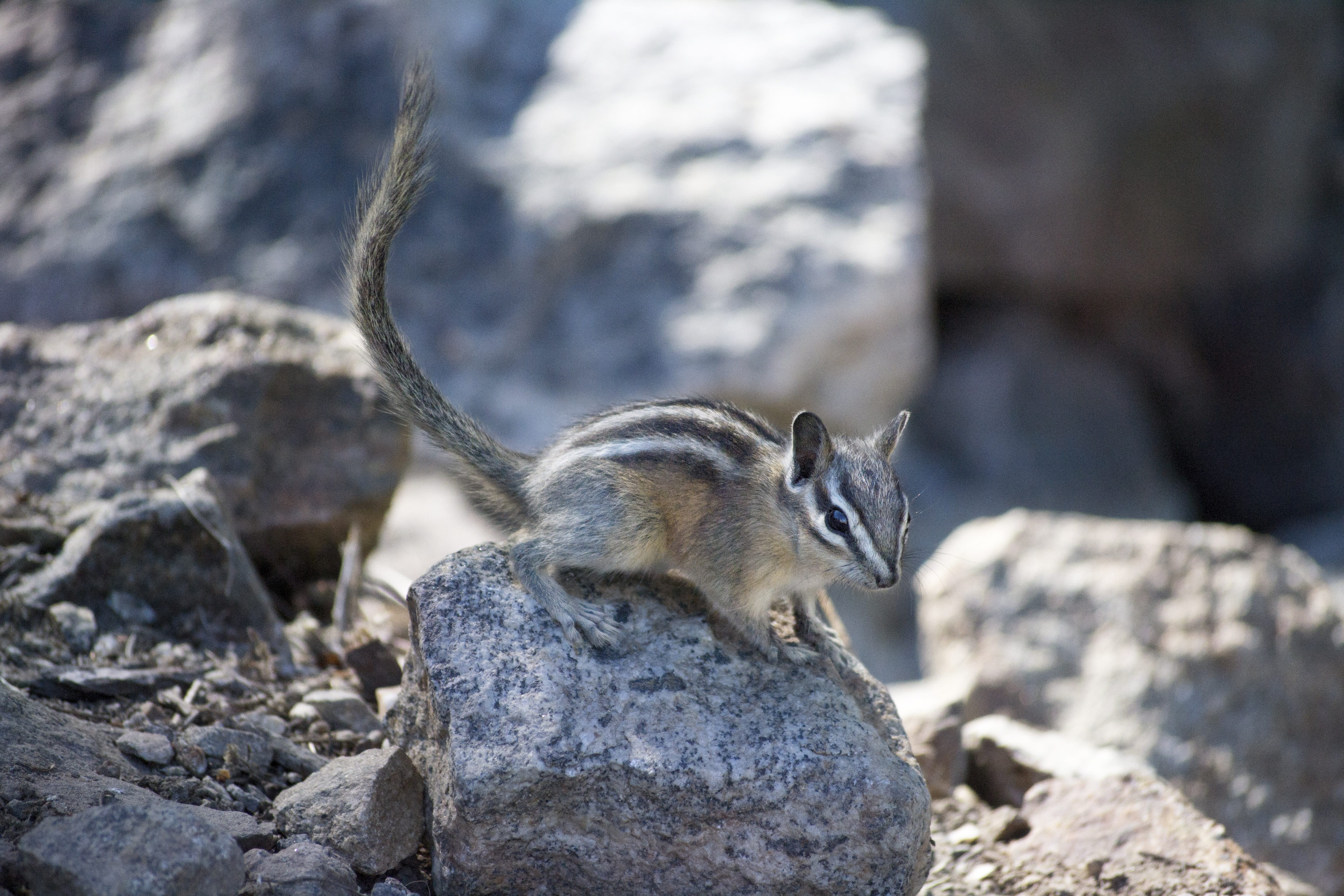 park, branch, outdoor, tail, animals in the wild, tree, focus on foreground, cute, creature, 4K, animal, rock - object, sciurus, grass, sitting, rodent, HD Wallpaper