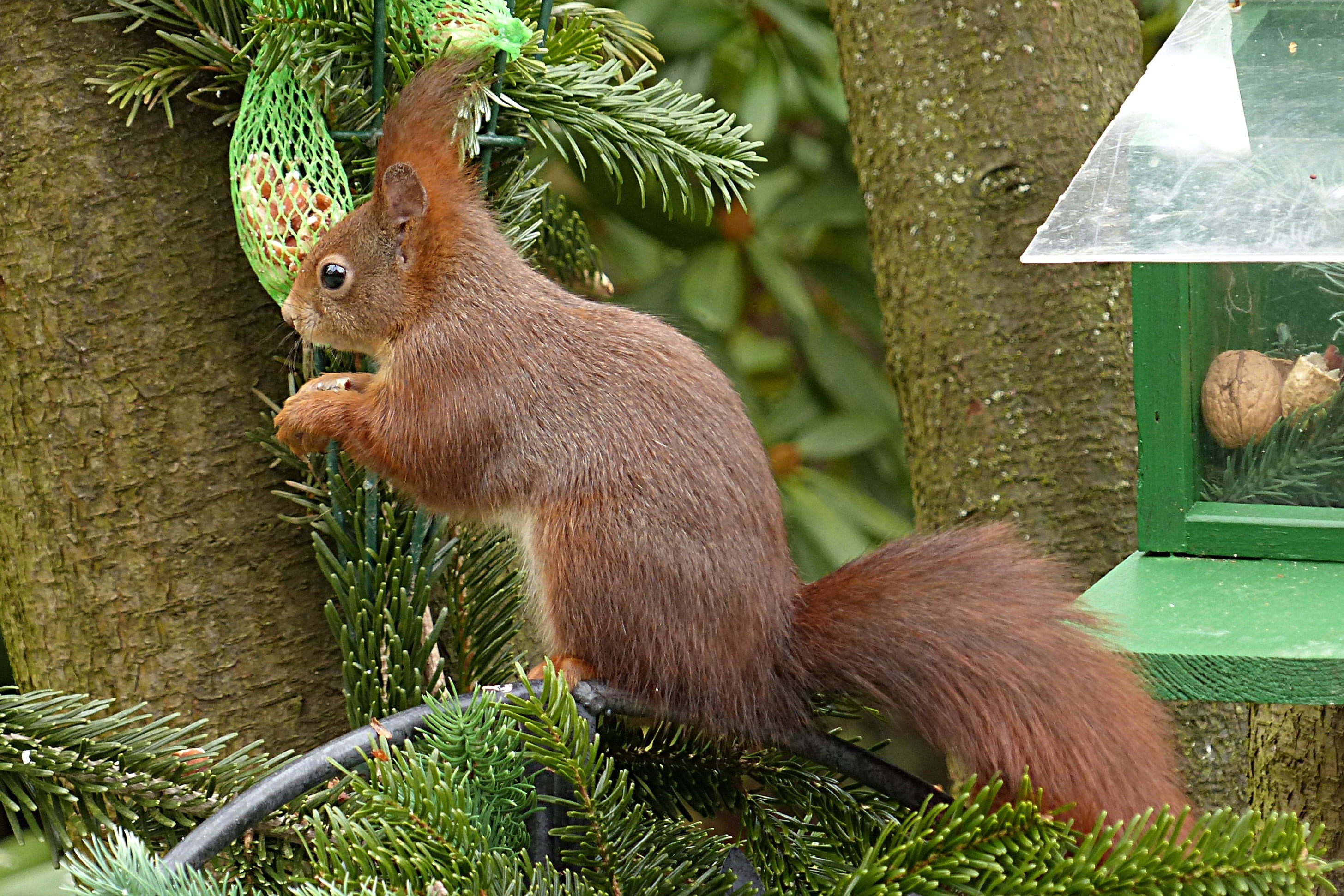 eating, tree, small, garden futtersuche, squirrel, animal wildlife, vertebrate, outdoors, nature, close-up, animals in the wild, 2K, animal, sciurus vulgaris major, HD Wallpaper
