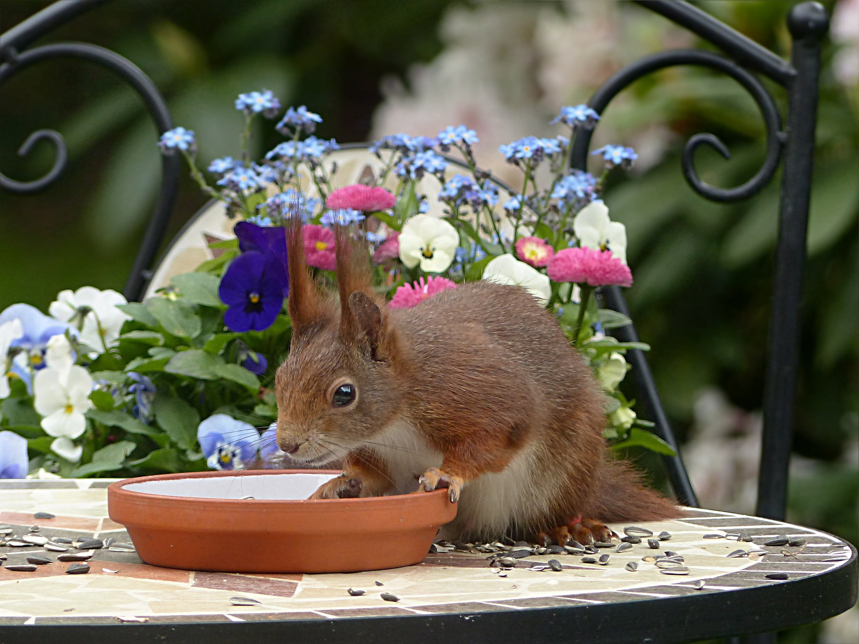 flower head, rodent, close-up, freshness, beauty in nature, flower, focus on foreground, animal themes, fragility, outdoors, one animal, squirrel, bowl, HD Wallpaper