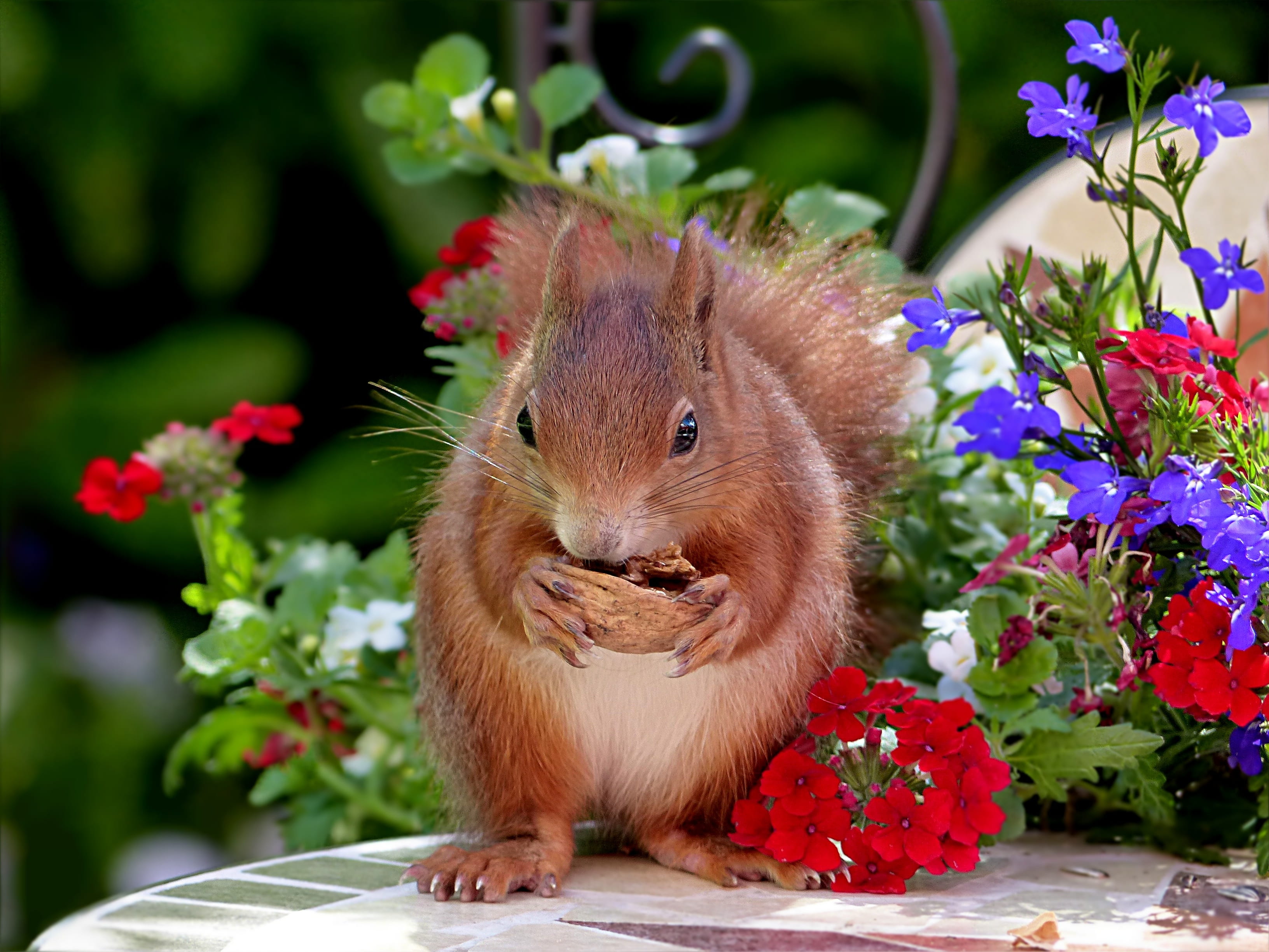brown, cute, hungry, eat, outdoors, nut, whisker, flowering plant, animal wildlife, plant, flower, mammal, walnut, food, rodent, nature, garden, eating, HD Wallpaper