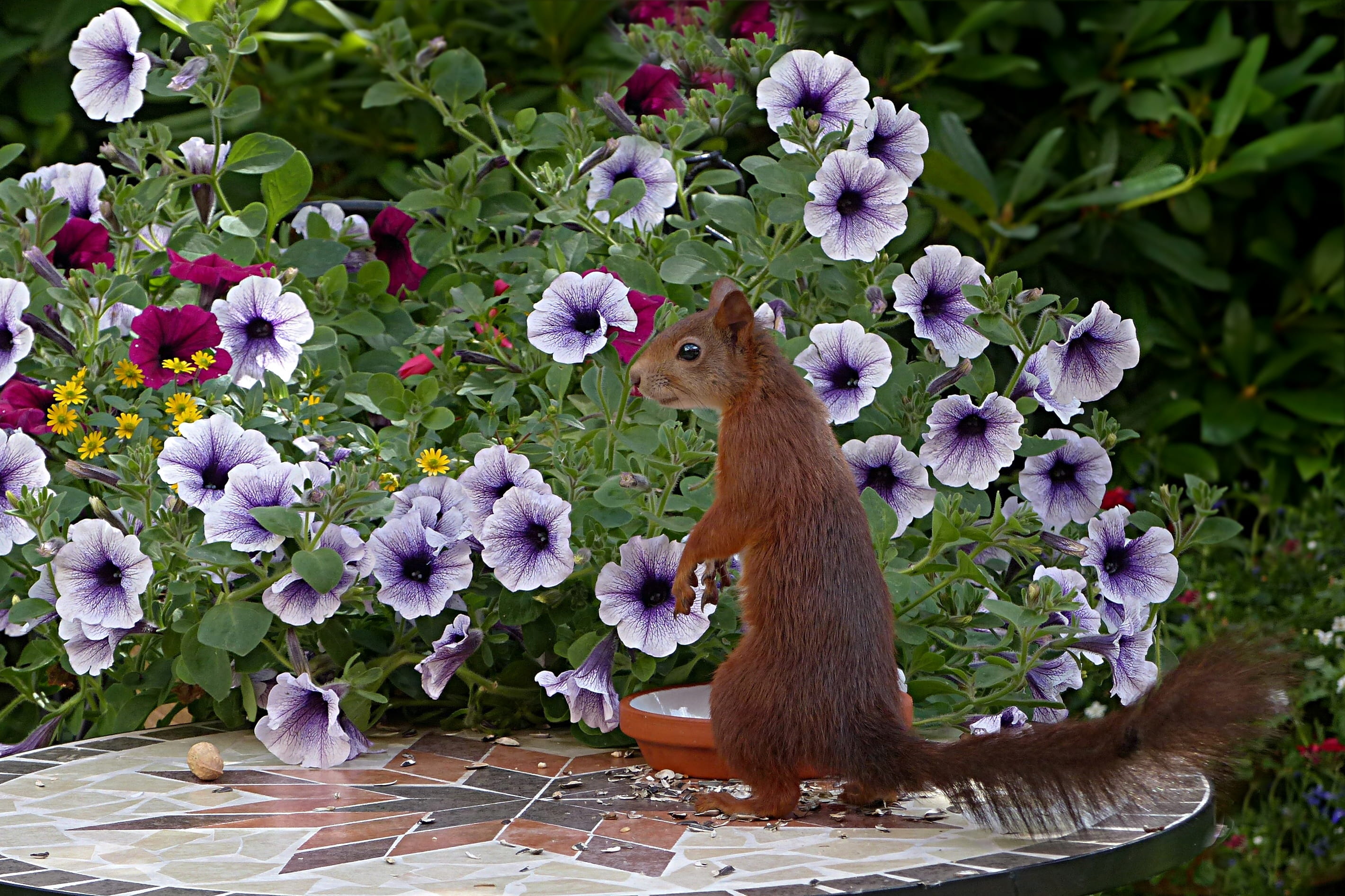 vertebrate, Mammal, garden, purple, Animal, beauty in nature, animal wildlife, plant, close-up, foraging, flower head, nature, freshness, 2K, Squirrel, HD Wallpaper