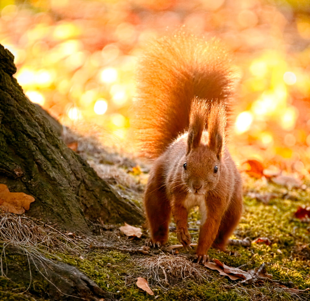 autumn, Eurasian red squirrel, 480P, animals In The Wild, tail, nature, mammal, focus, wildlife, brown, rodent, eating, Wiewiórka, squirrel, cute, animal, HD Wallpaper