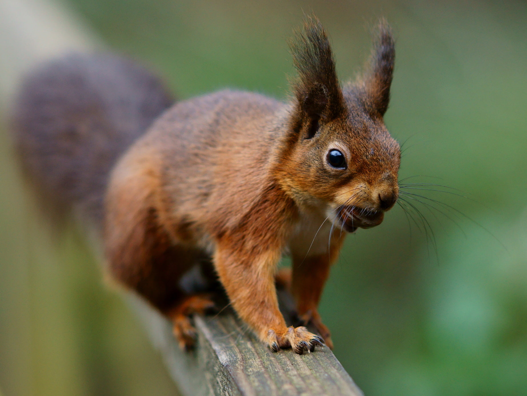 IoW, squirrel, wooden, Sciurus  vulgaris, close-up, animal, close, nature, fluffy, Wight, Trimming, 720P, mammal, brown, rod, Isle, grey, wildlife, Alverstone  Mead, HD Wallpaper
