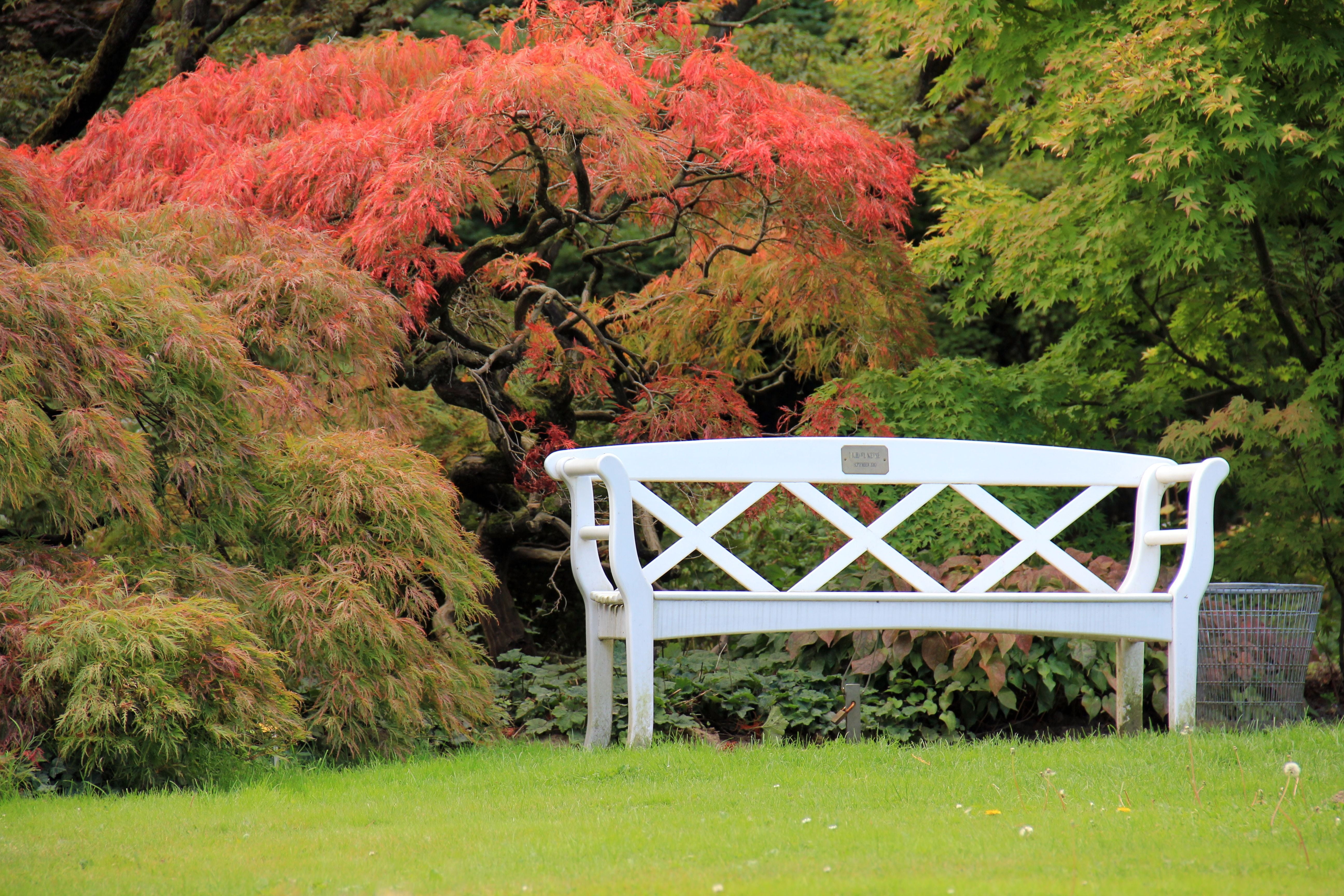 tree, green color, park, outdoors, red, green, chair, beauty in nature, grass, day, bank, bench, nature, growth, trees, empty, absence, change, land, tranquility, HD Wallpaper