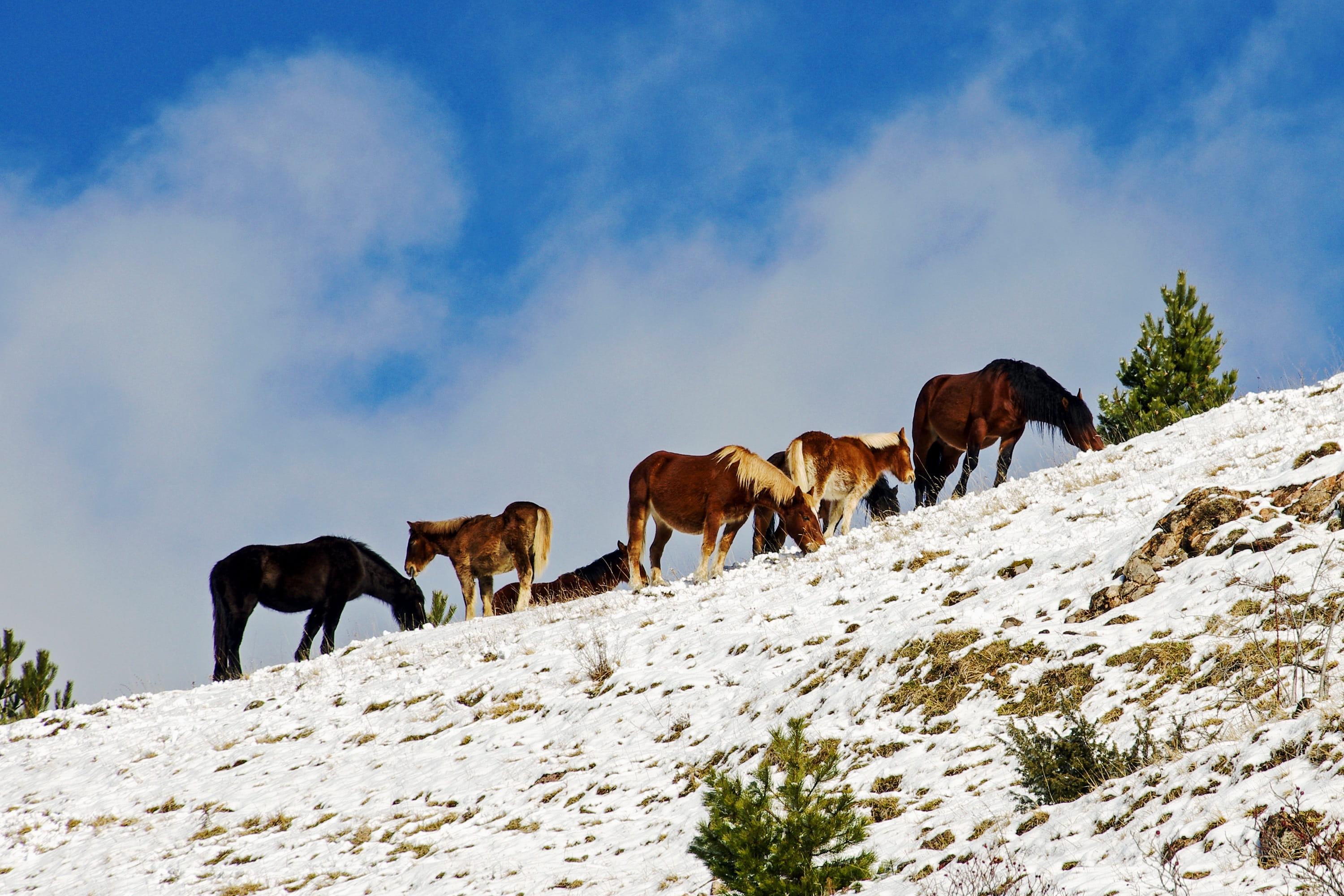 cow, livestock, animal, snow, mammal, mountain, group of animals, the apennines, agriculture, outdoors, sky, Italy, animal wildlife, grass, walking, winter, HD Wallpaper