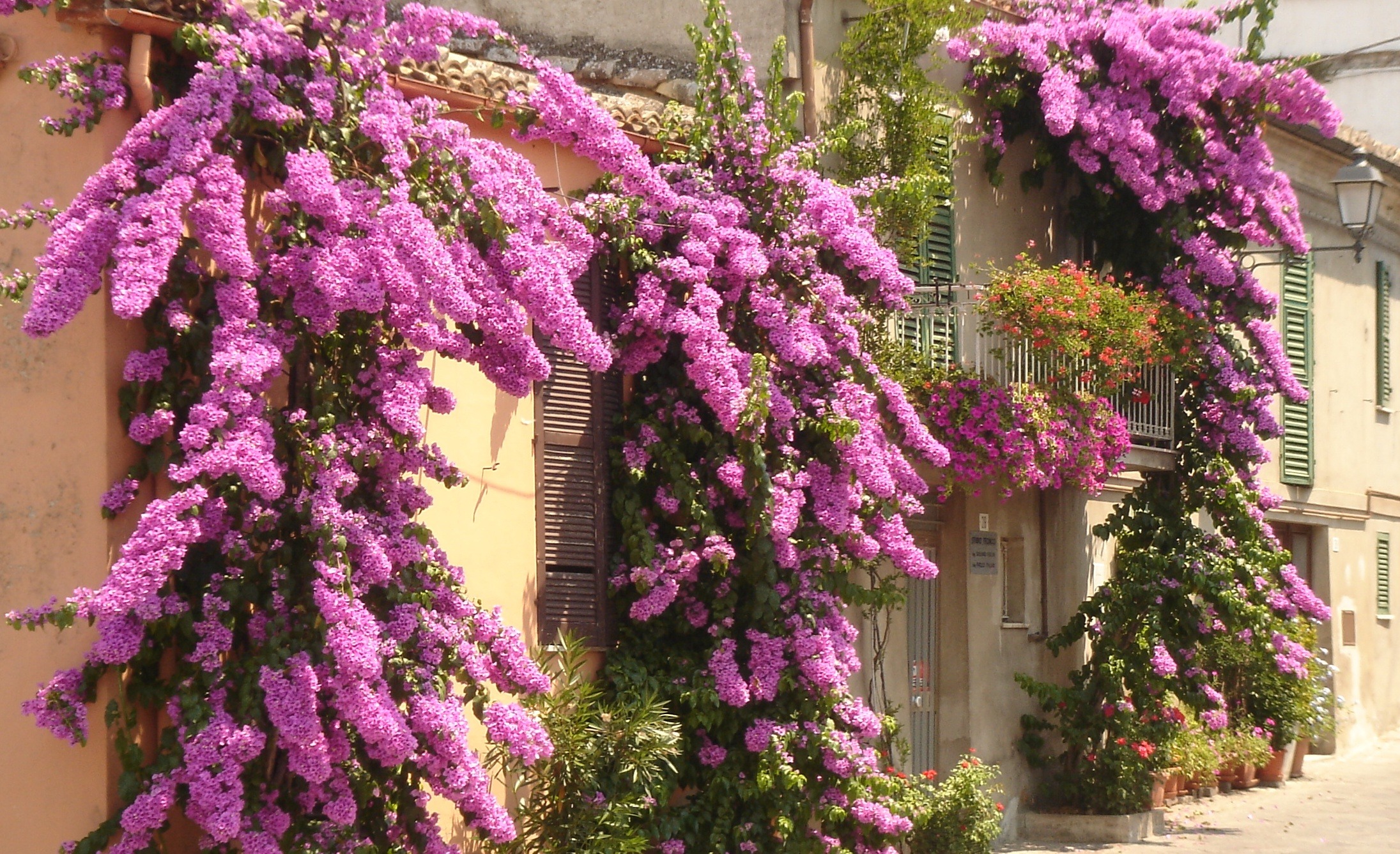 blossom, fragility, atri, vegetation, plant, tree, growth, pink color, organic, floral, vulnerability, petaled, flowers, building exterior, building, botanical, HD Wallpaper