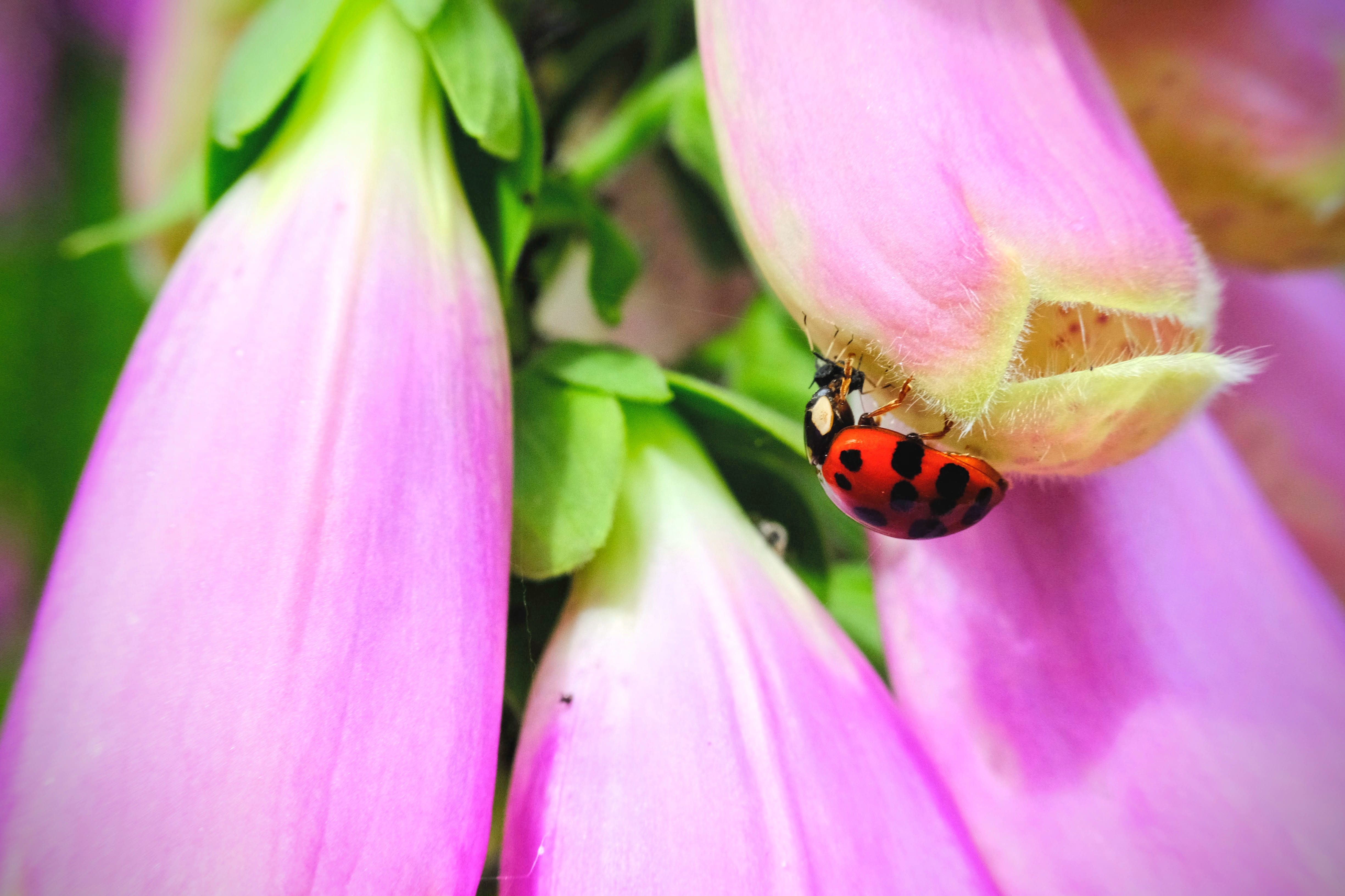 4K, outdoors, animal wildlife, insect, freshness, pollen, netherlands, bug, petal, animals in the wild, one animal, animal themes, close-up, fragility, HD Wallpaper