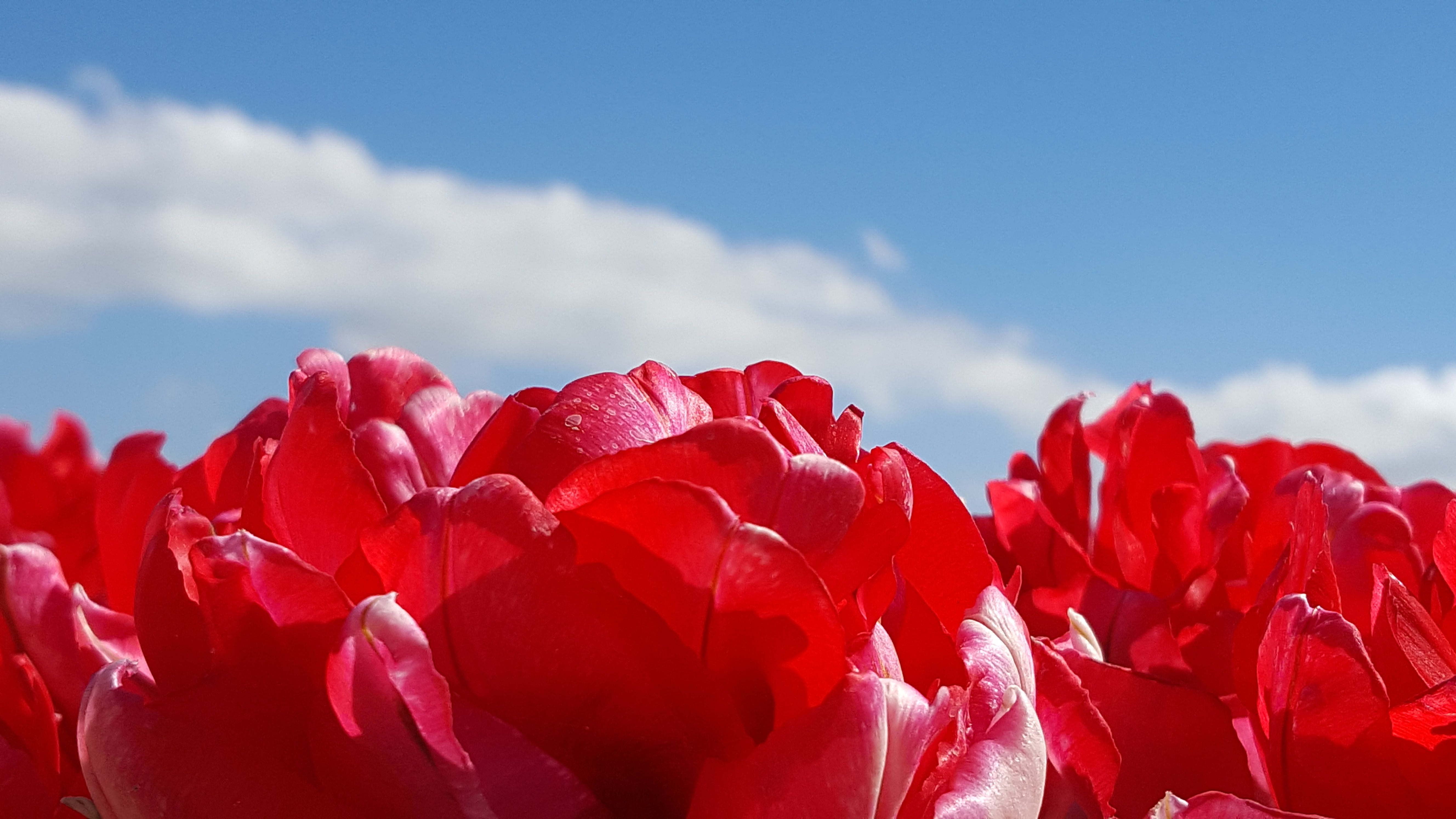 beauty in nature, close-up, growth, freshness, sky, springtime, lucht, flower, outdoors, cloud - sky, tulp, fragility, flower head, 5K, petal, red, sunlight, HD Wallpaper